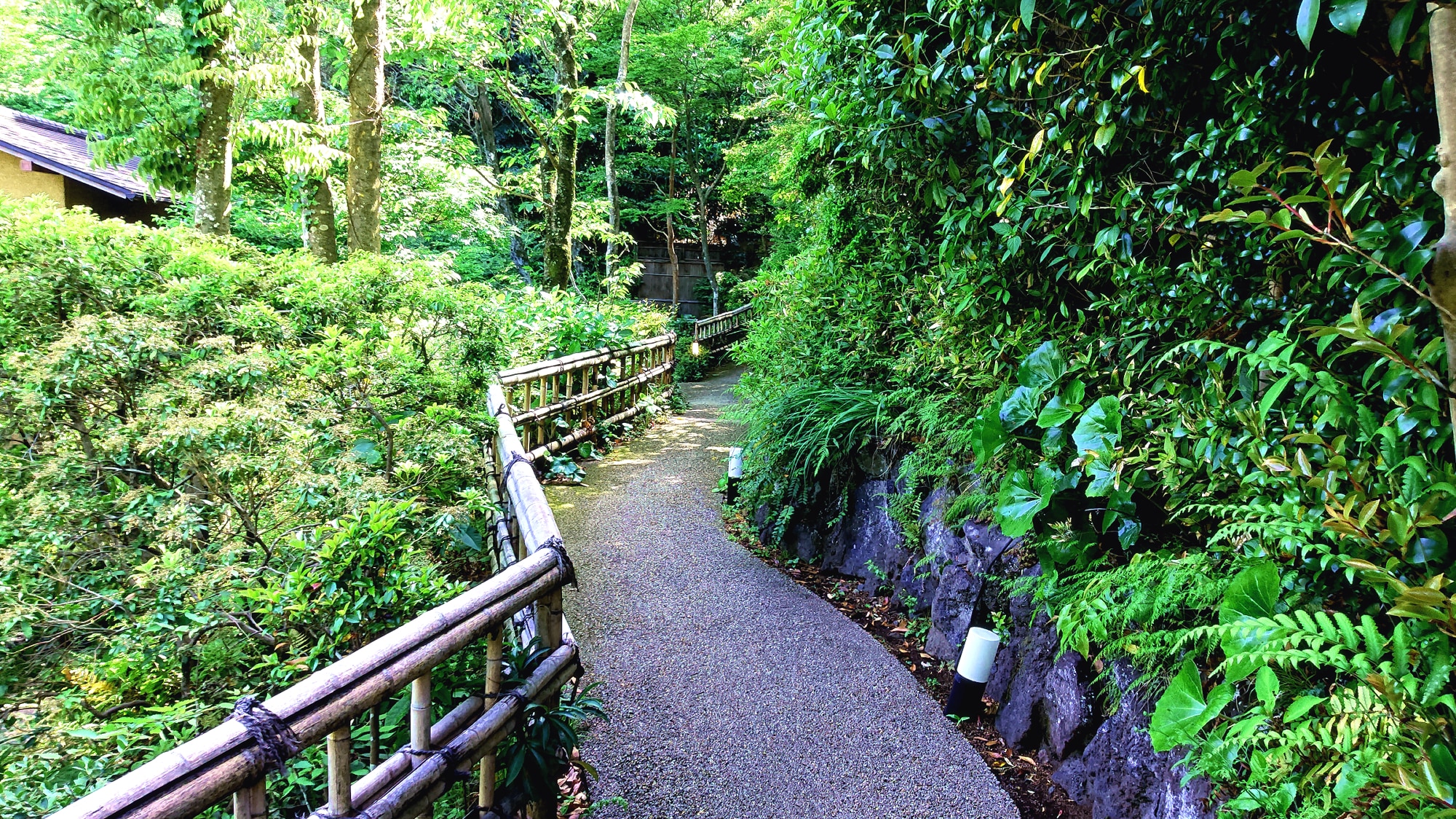 ◆ Đường mòn trong rừng