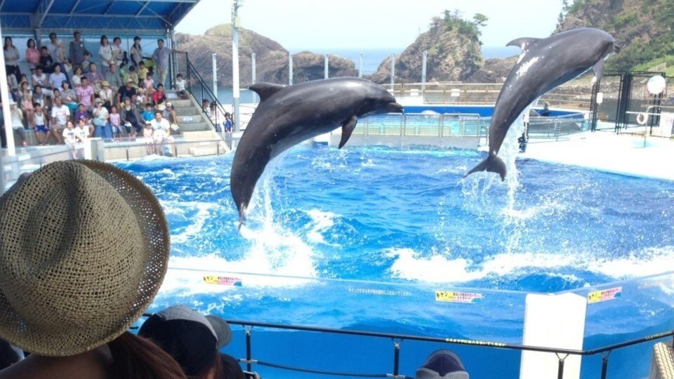 松島水族館海豚表演