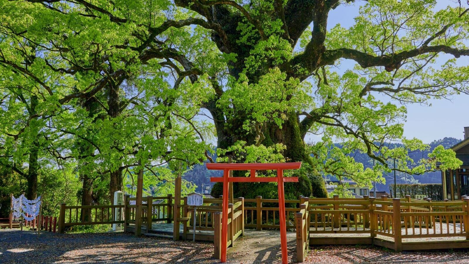 The Great Camphor Tree of Gamō