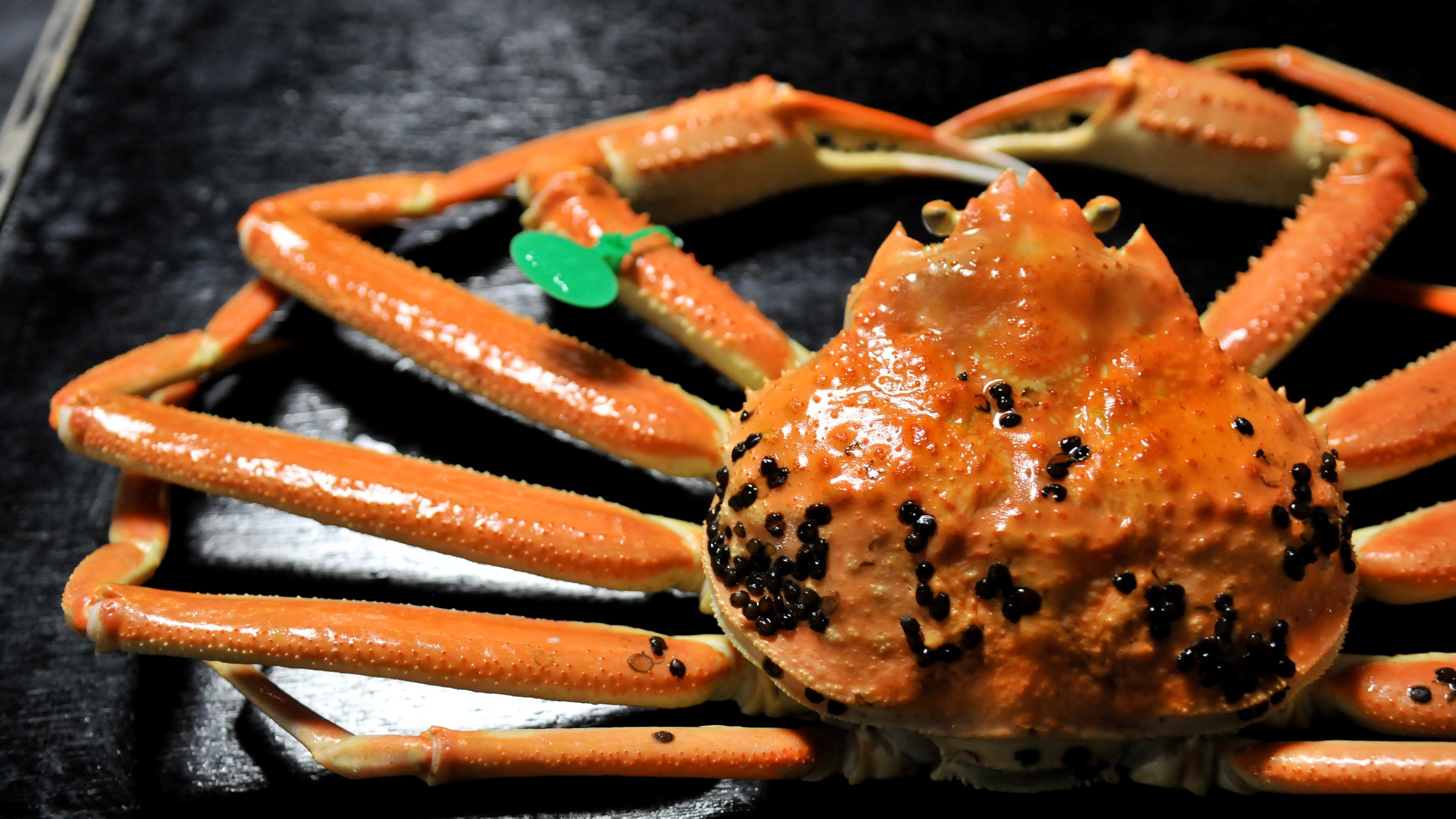 [Phantom Majin Crab] We received the only "Crab Cuisine / Modern Master Craftsman" from Kyoto Prefecture in Japan. The original crab full-course inn.