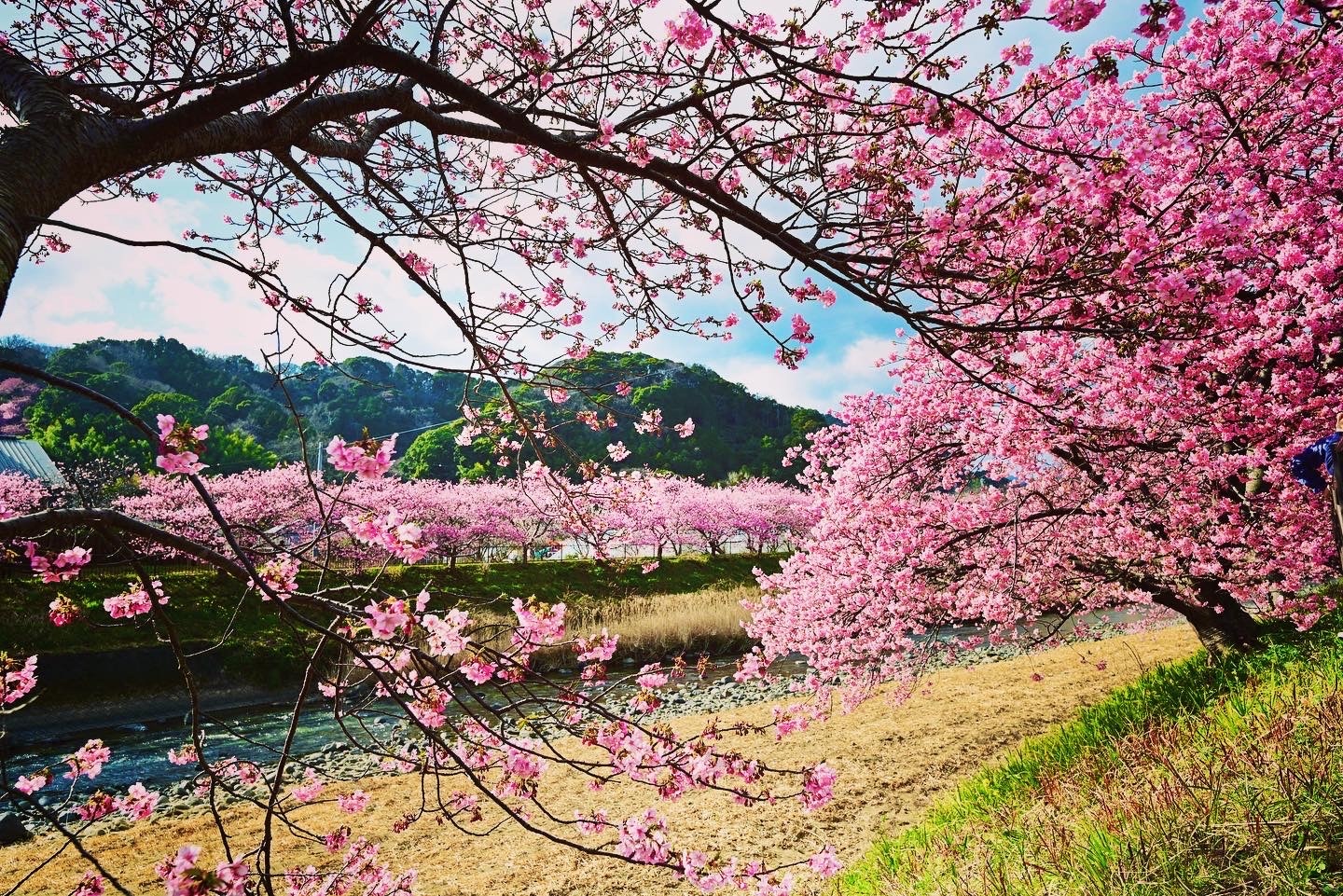 河津櫻花