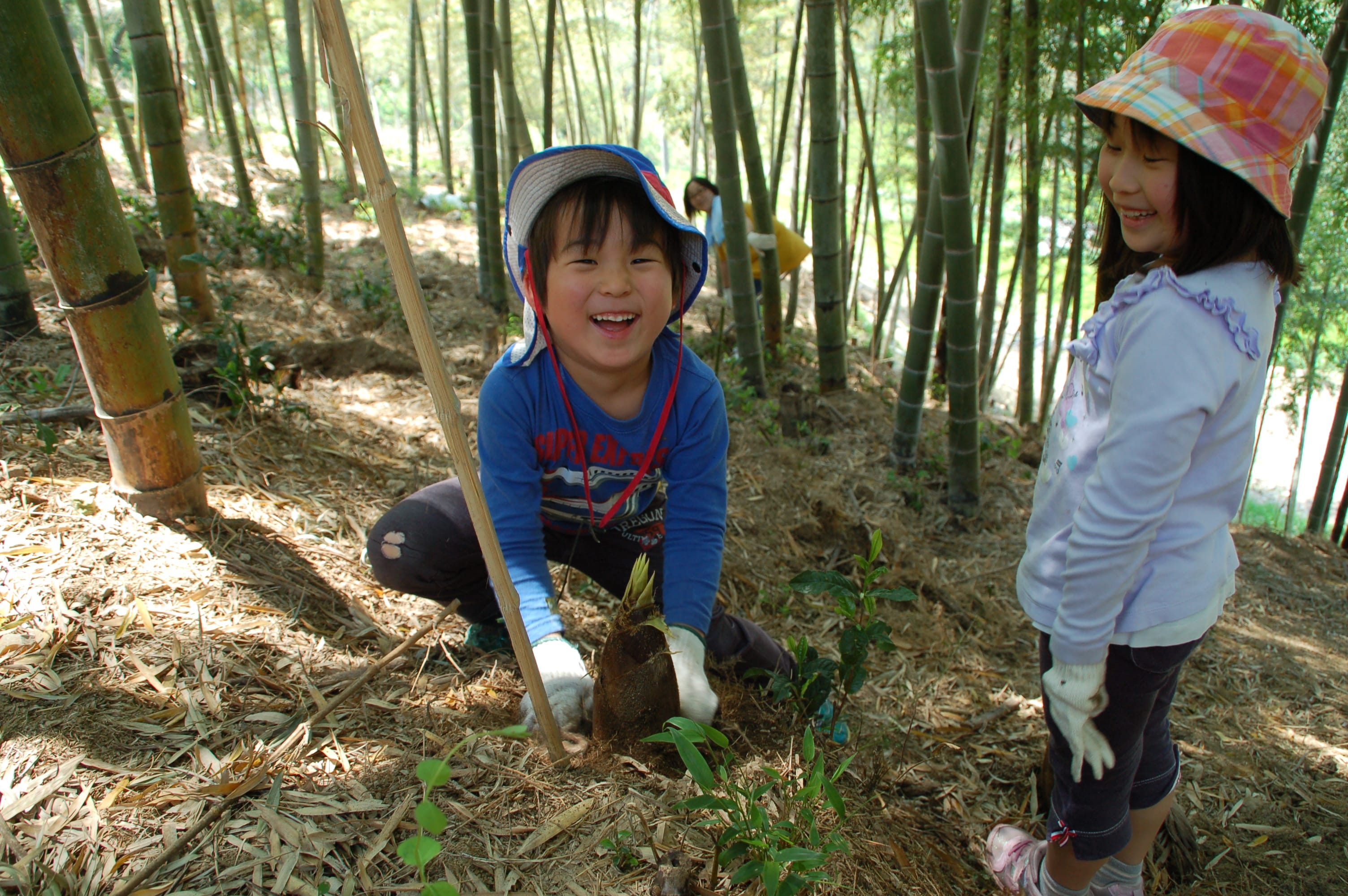 Bamboo shoot digging