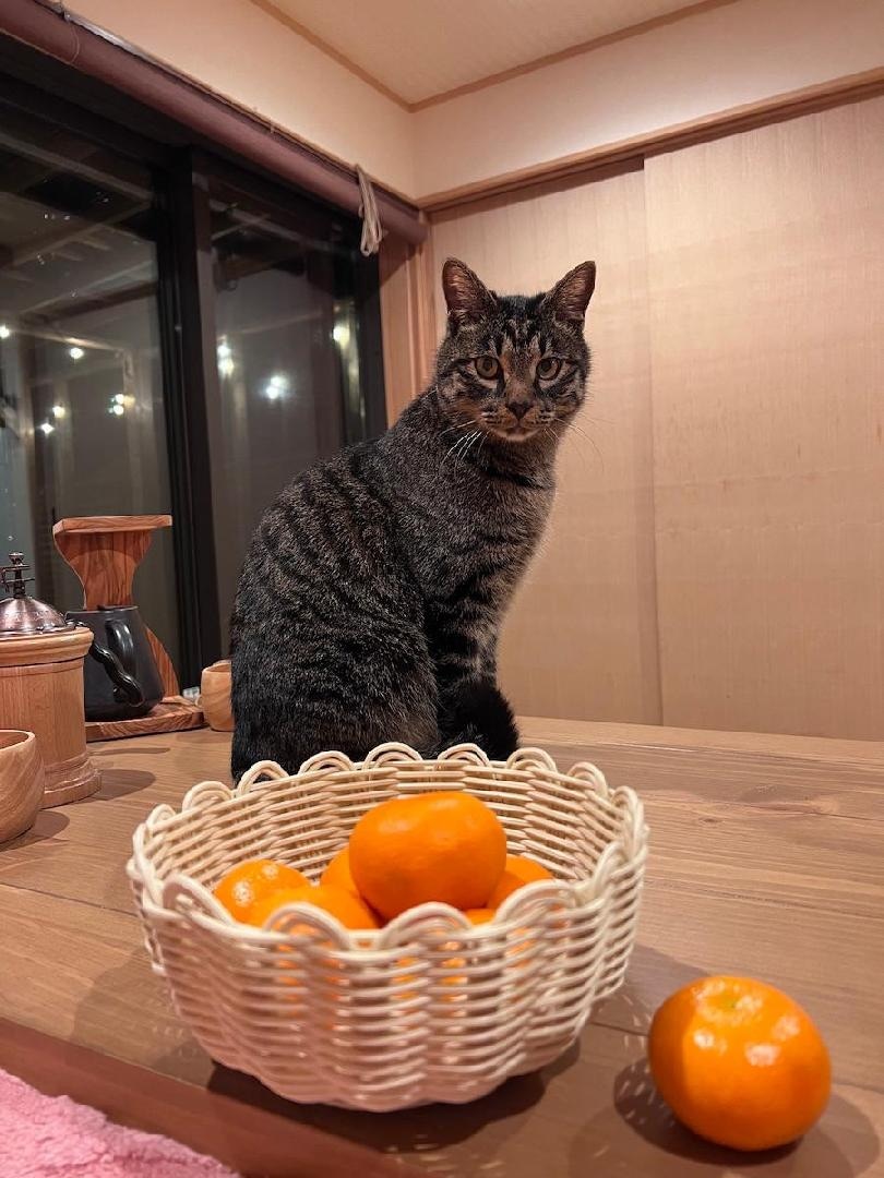 冬日暖桌，與蜜柑和貓咪共度愜意時光