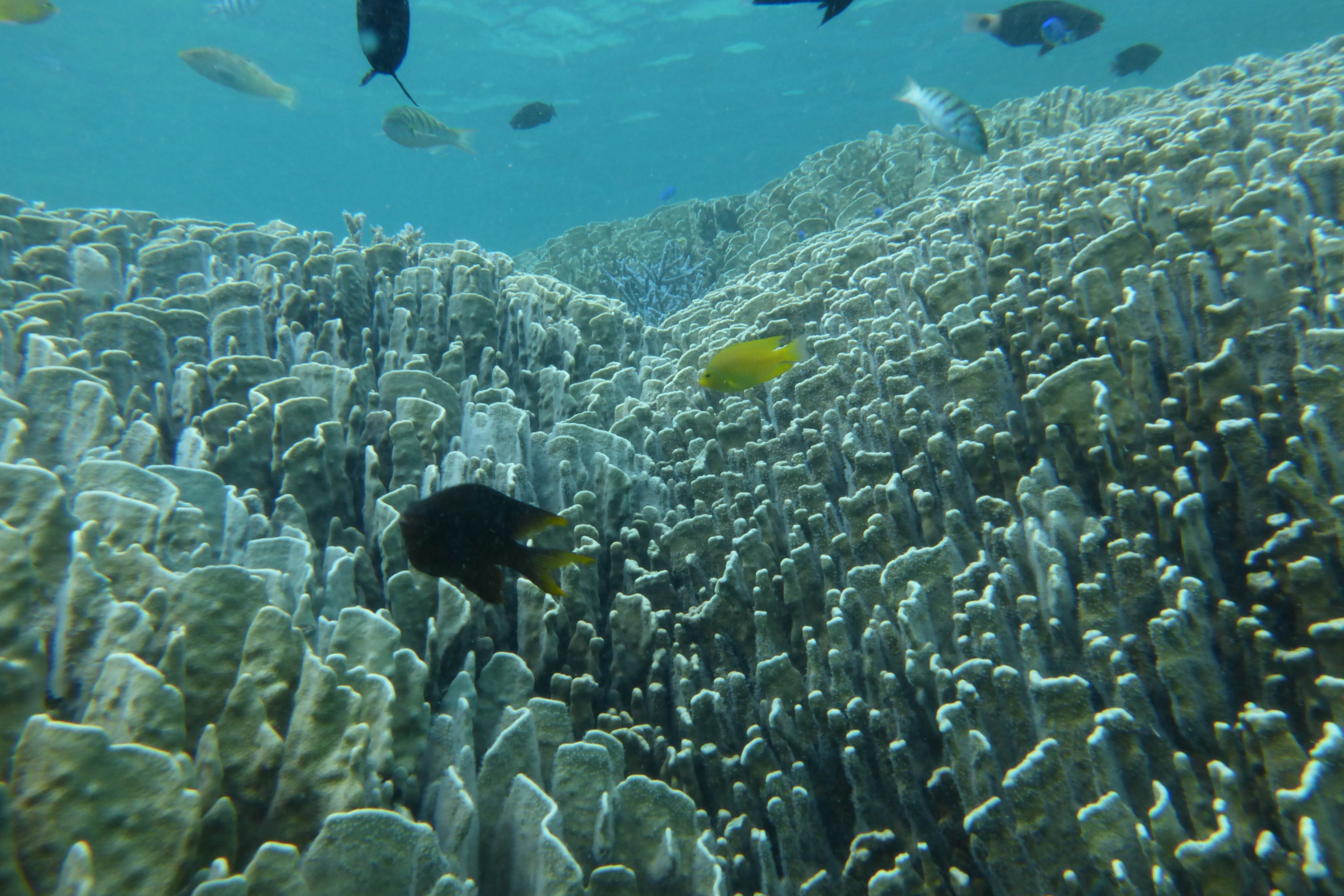 East Coast Coral Community and Fish