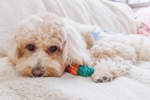 You can stay with your dog