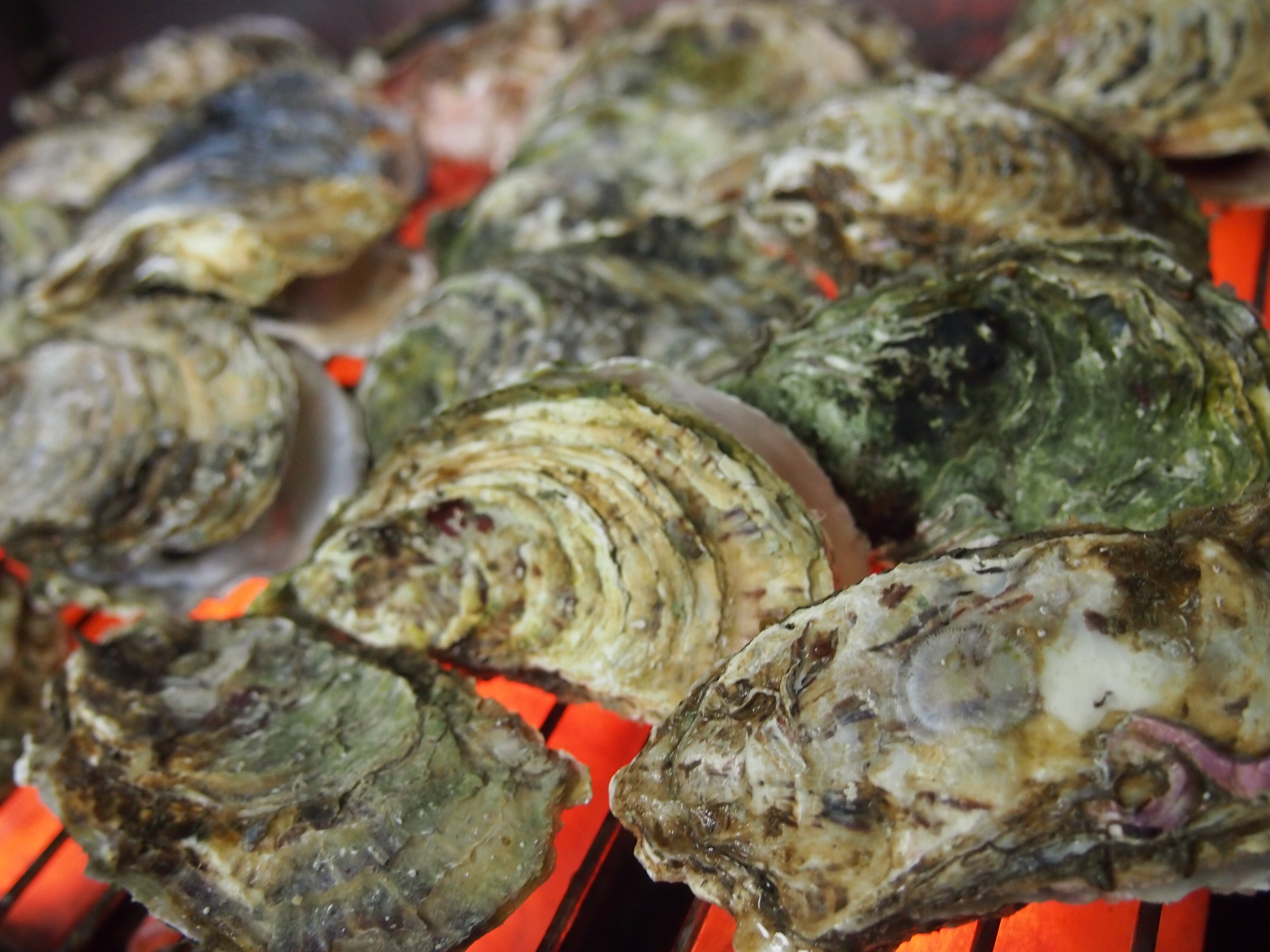 Grilled oysters
