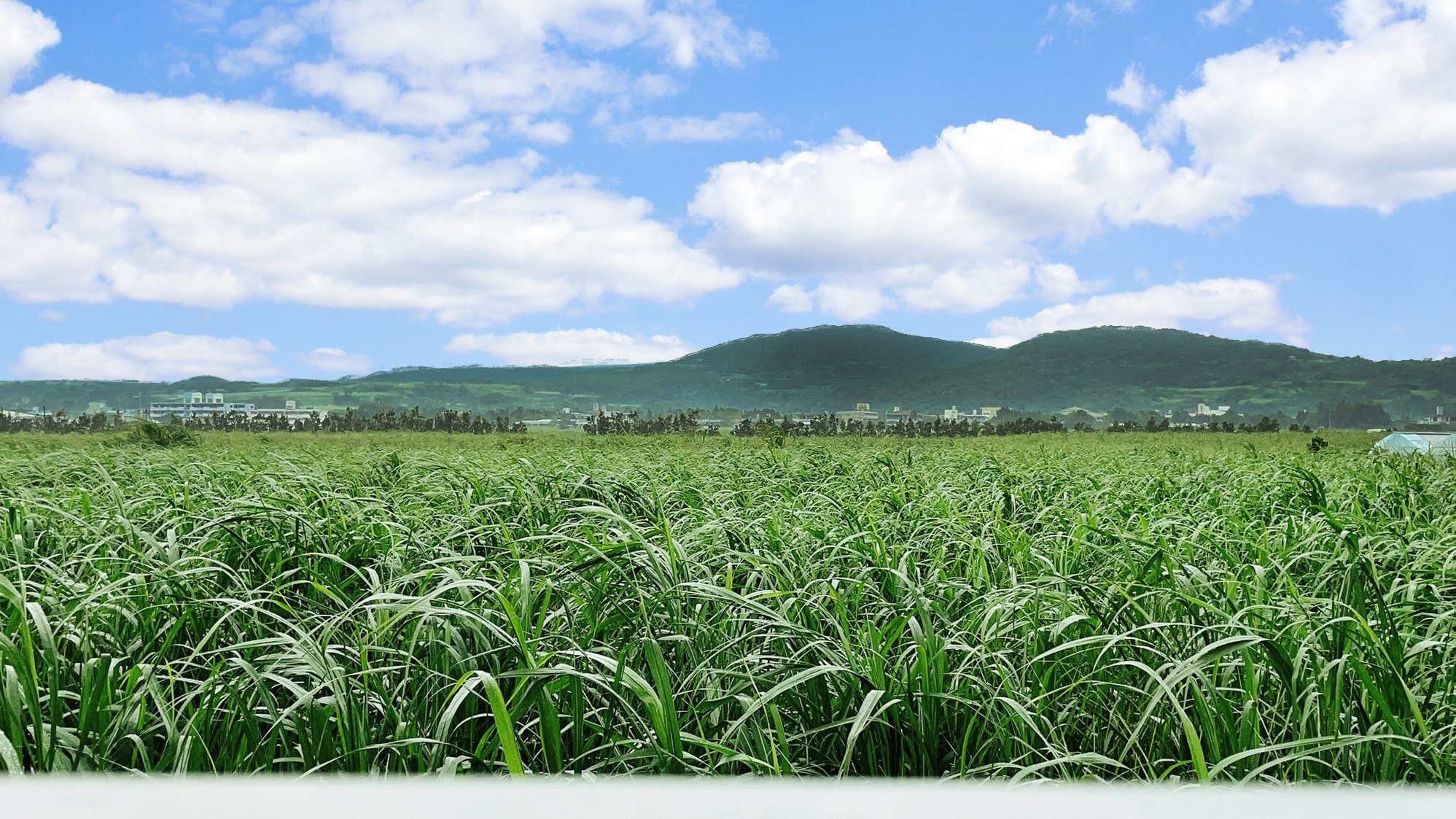 Next to the hotel is a magnificent sugar cane field.