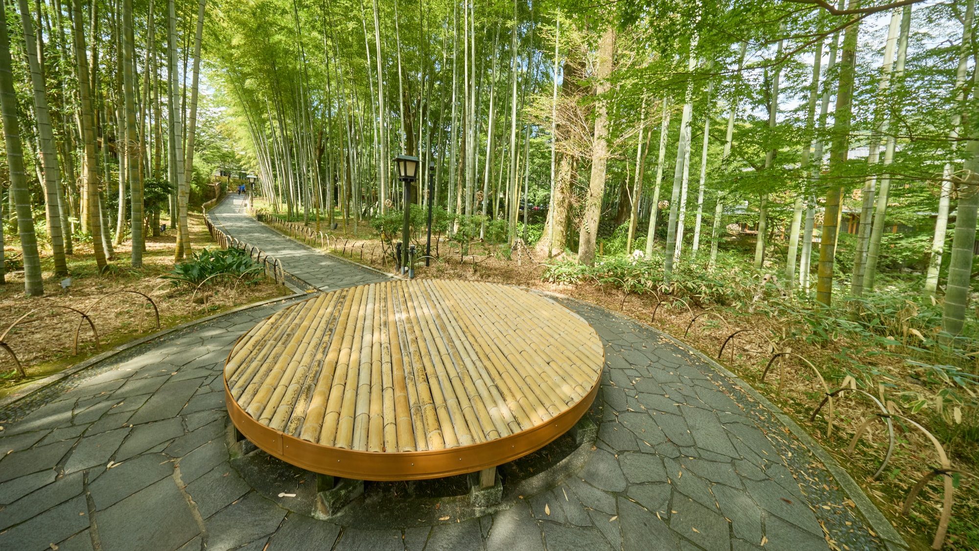 [Nearby sightseeing] Bamboo forest path