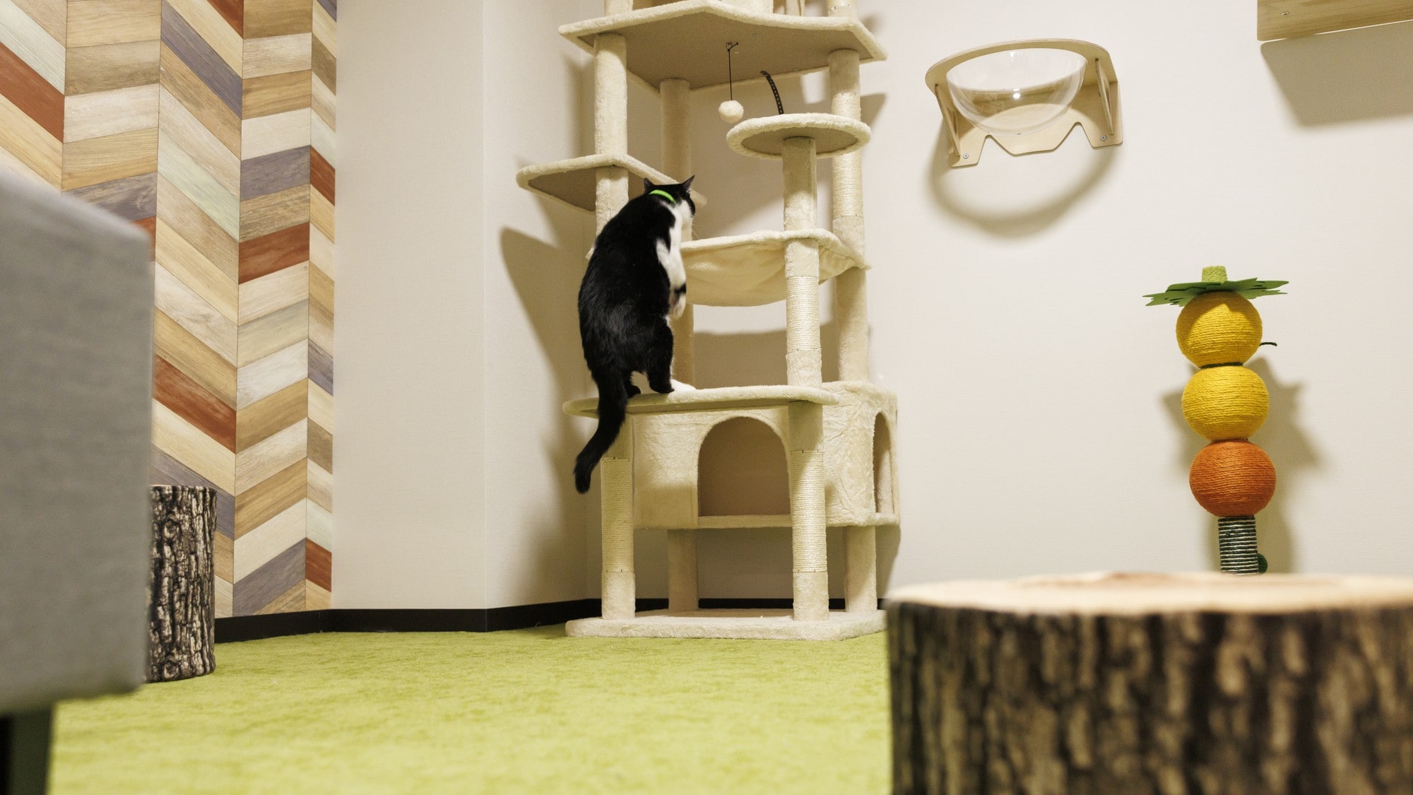 Dog & Cat Room [Deluxe]: Japanese-Western style room with playroom and bed.