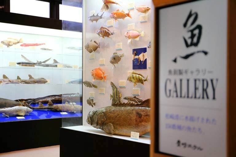 Local fish taxidermy gallery