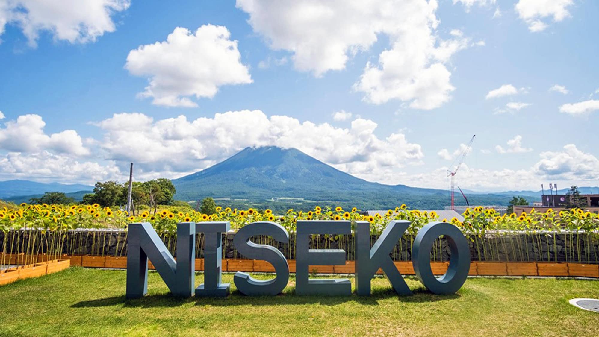 A great photo spot with sunflowers and Mt. Yotei lined up together!