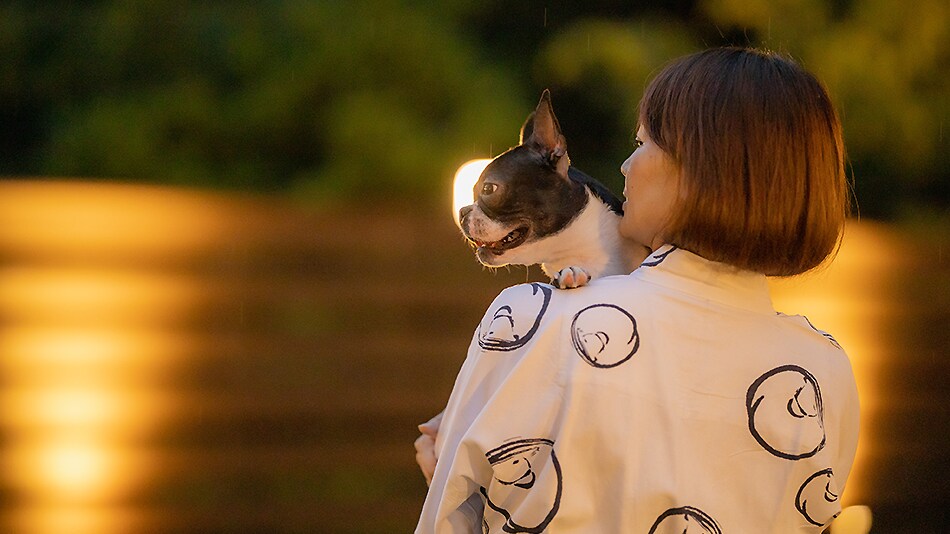lari anjing