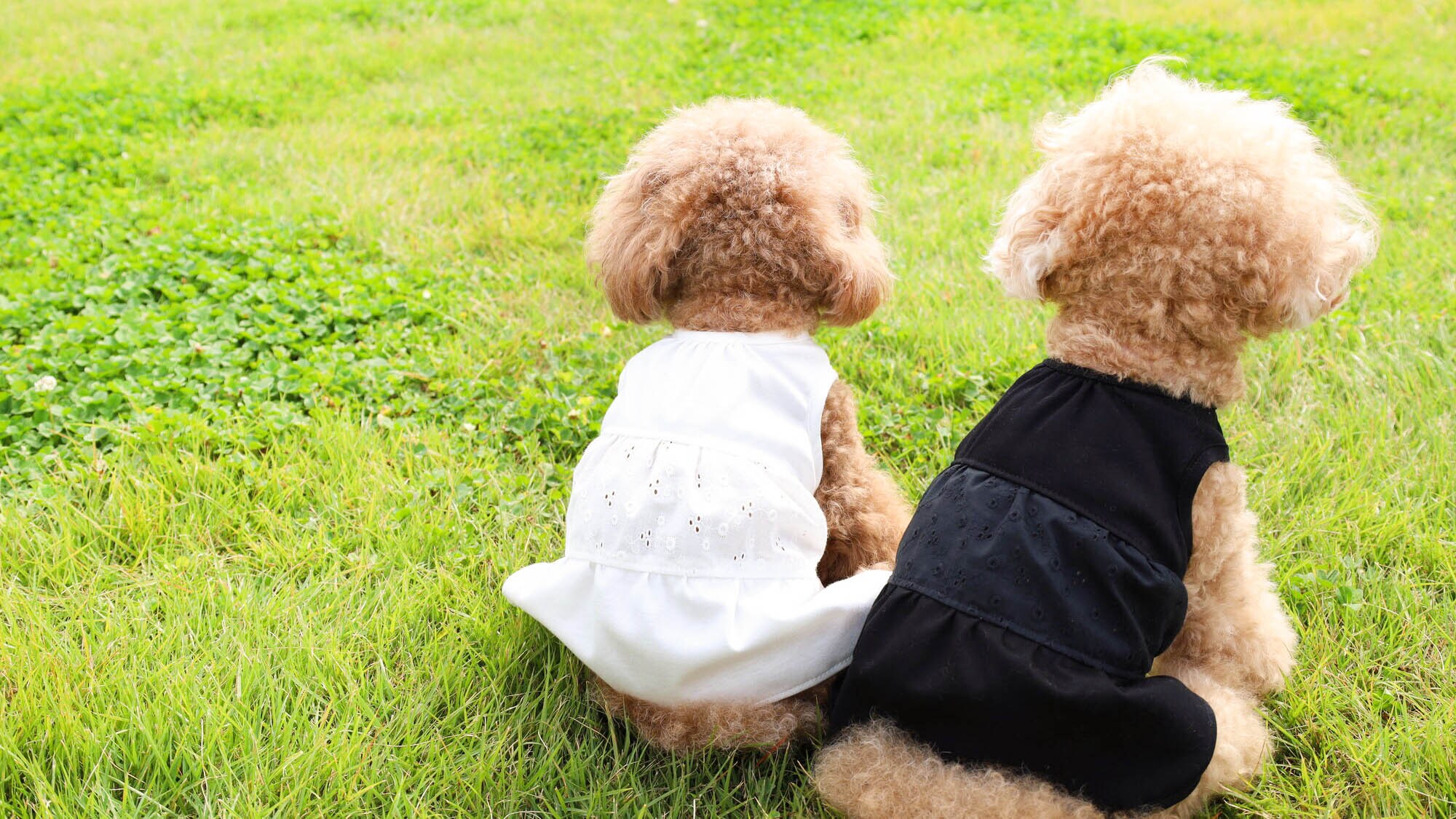 ・[Pets] Have an irreplaceable travel experience with your beloved pet