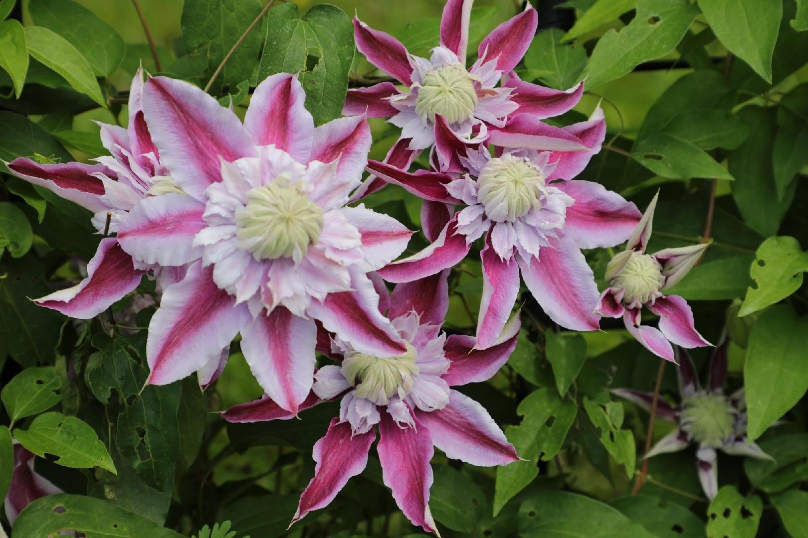 花回廊05.jpg