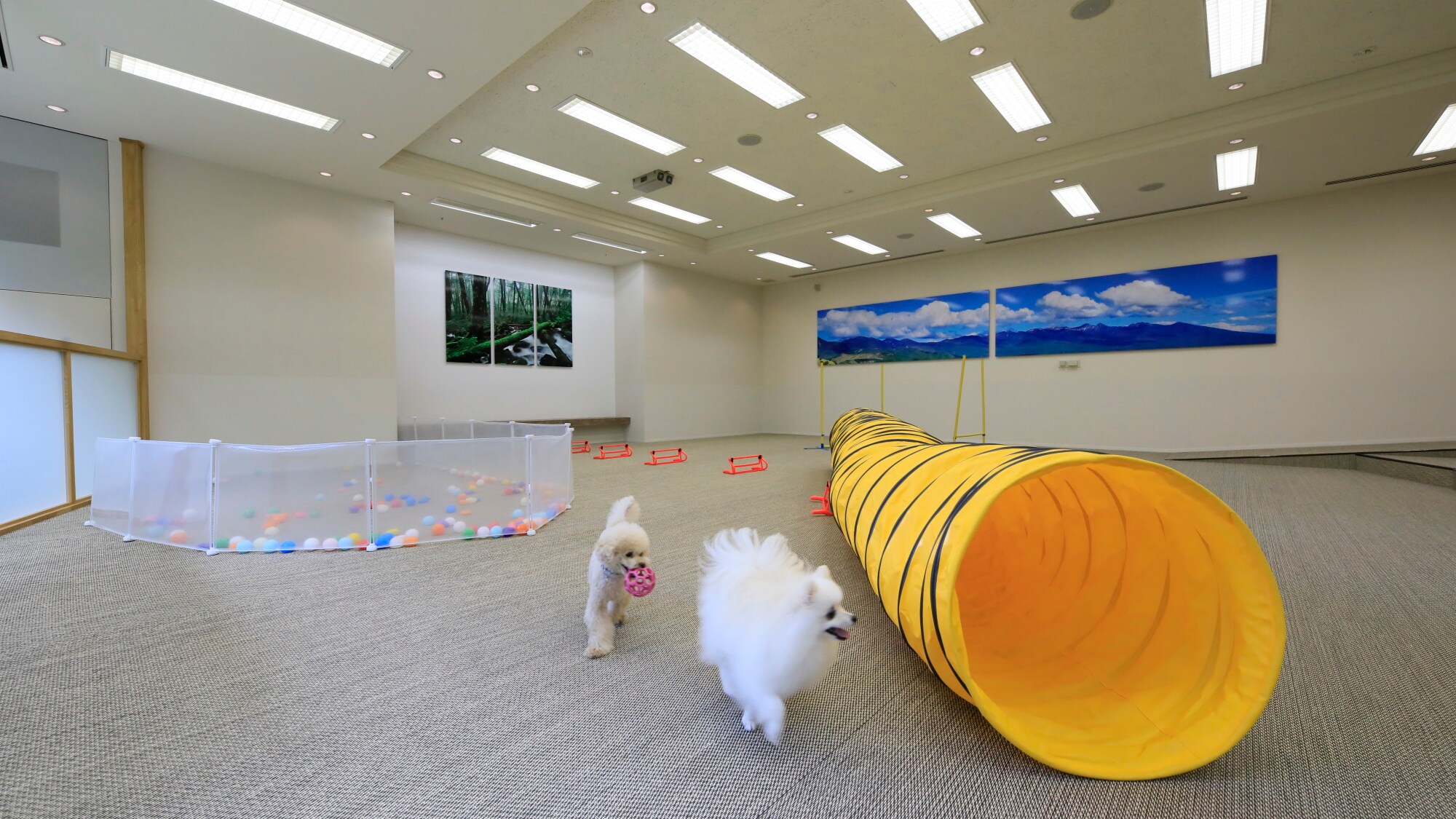 Indoor dog run ｜ Hurdle, tunnel, ball pool and other fun facilities are available!