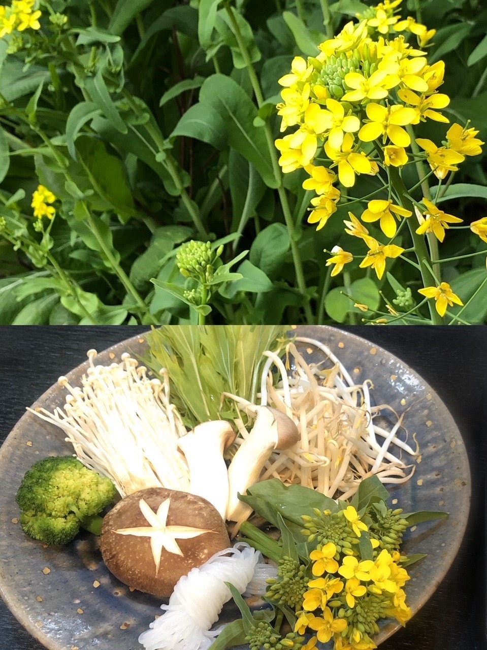 油菜花涮锅