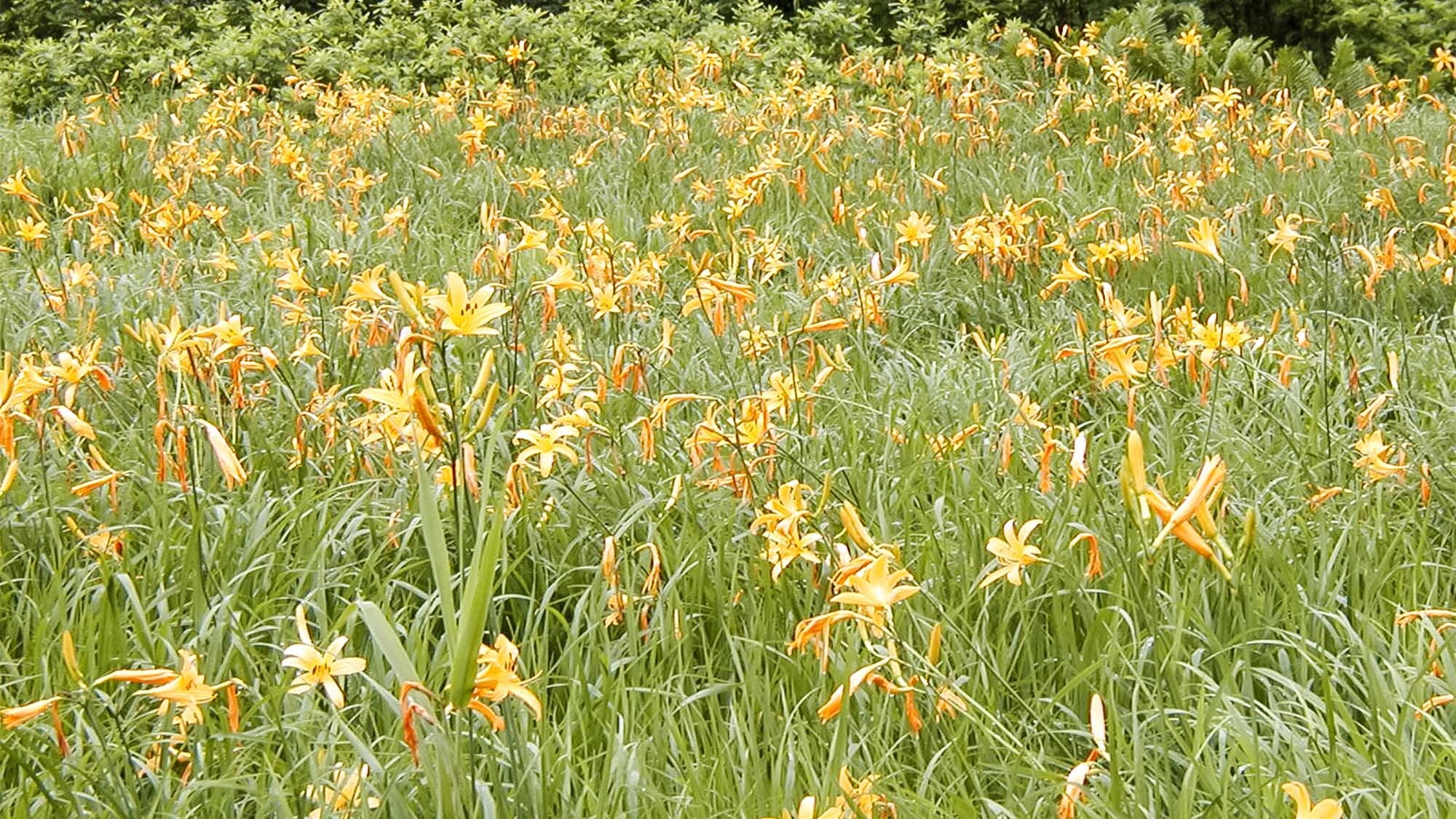 ・You can encounter beautiful flowers throughout the year in marshes such as Oze.