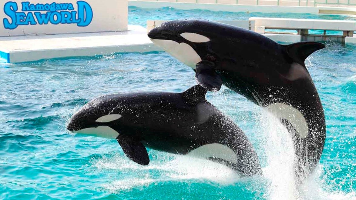 Kamogawa Sea World