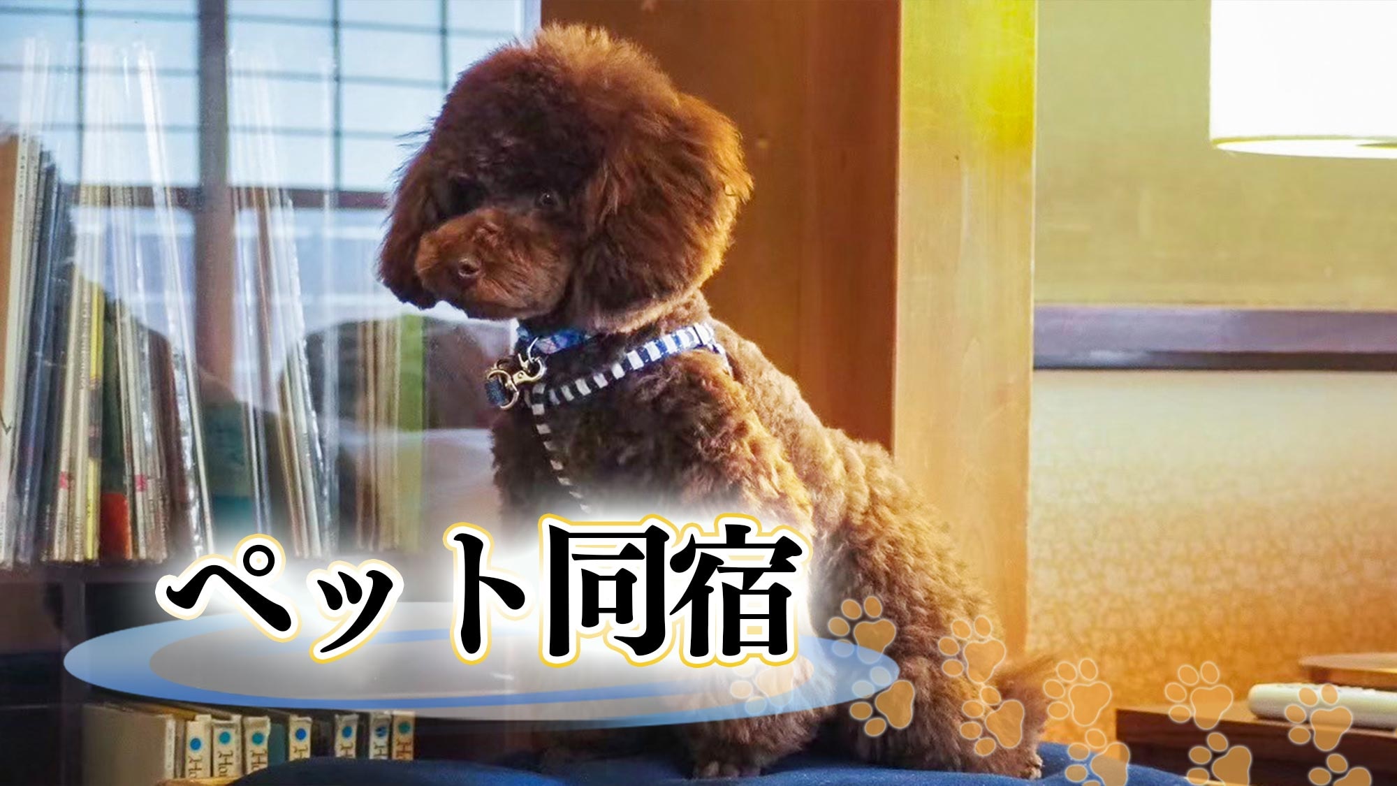 ・【แผนการเข้าพักสำหรับสัตว์เลี้ยง】เพลิดเพลินไปกับการเดินทางกับสุนัขที่คุณรัก