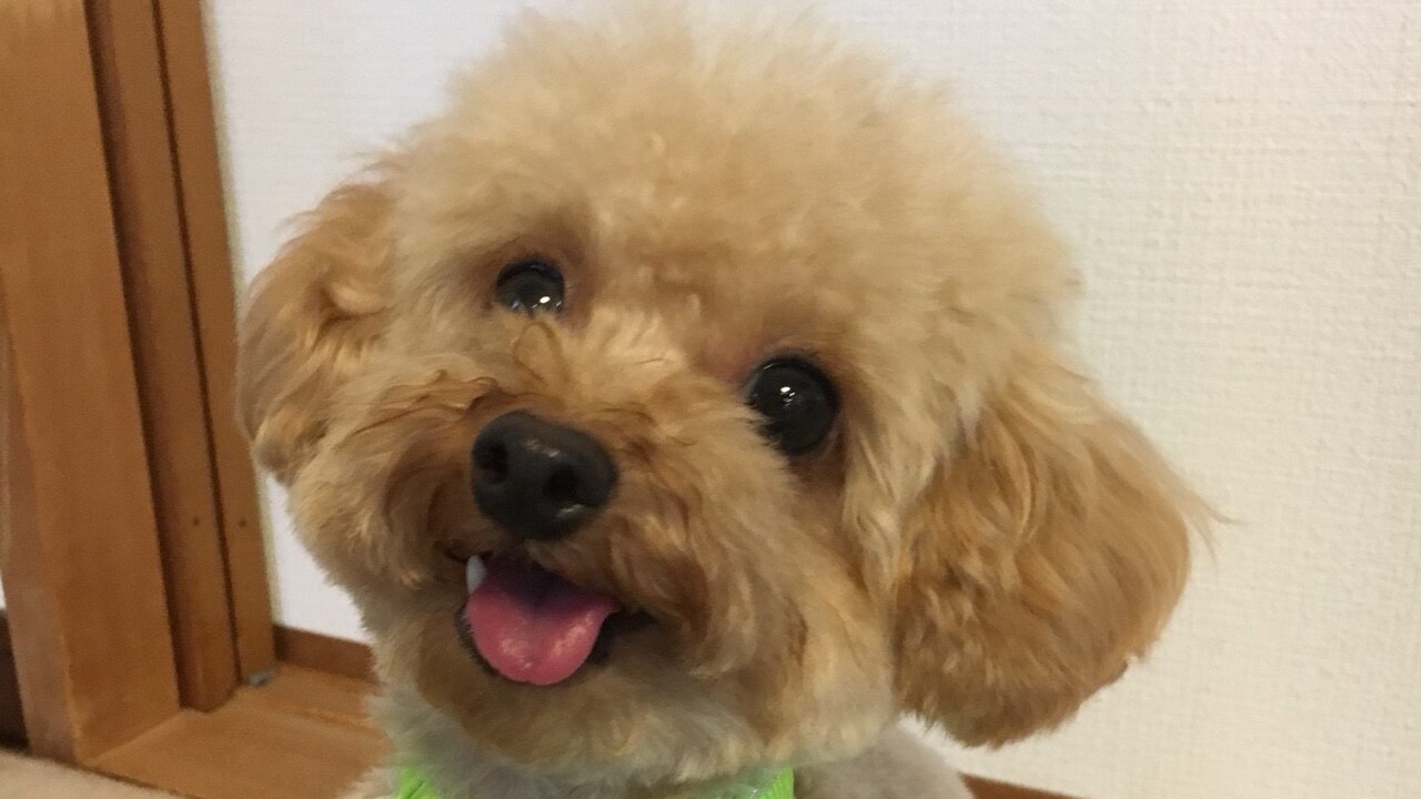An overnight trip with my dog