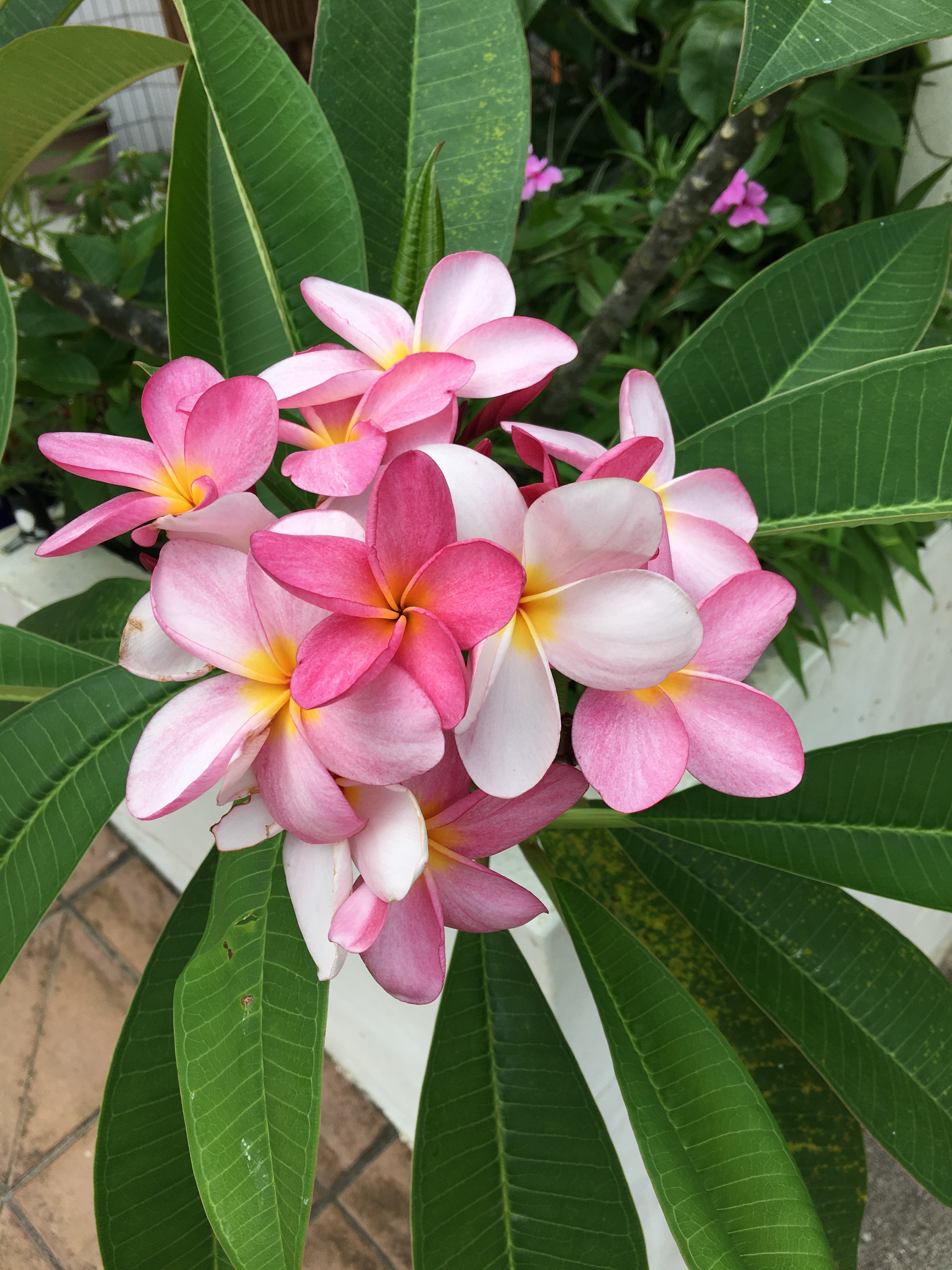 Plumeria in full bloom in front of Pina Colada