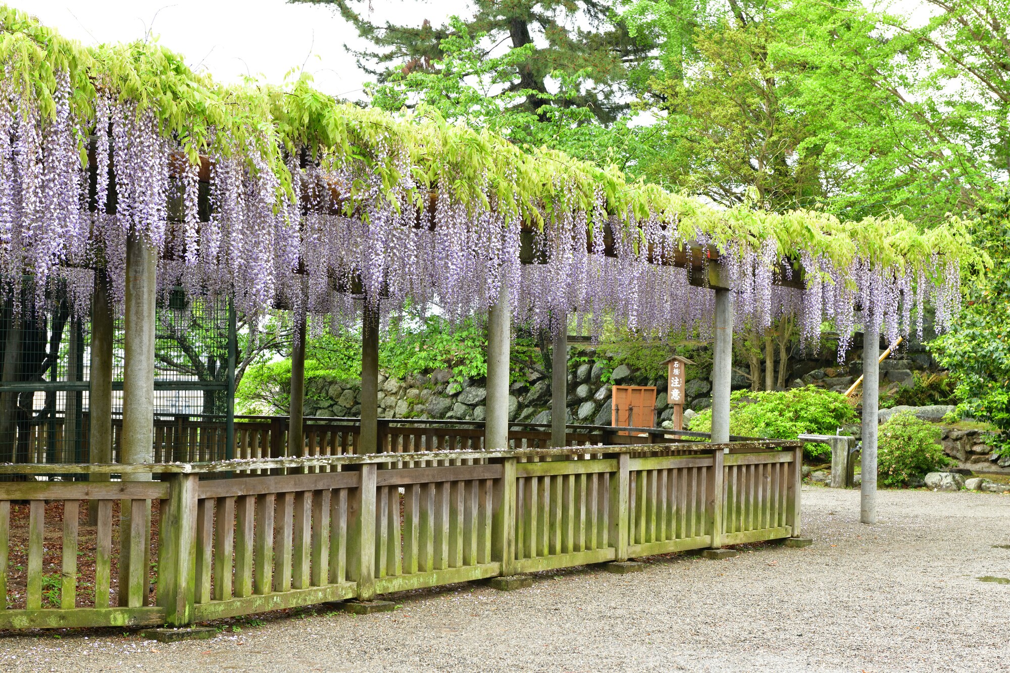 松阪城紫藤花