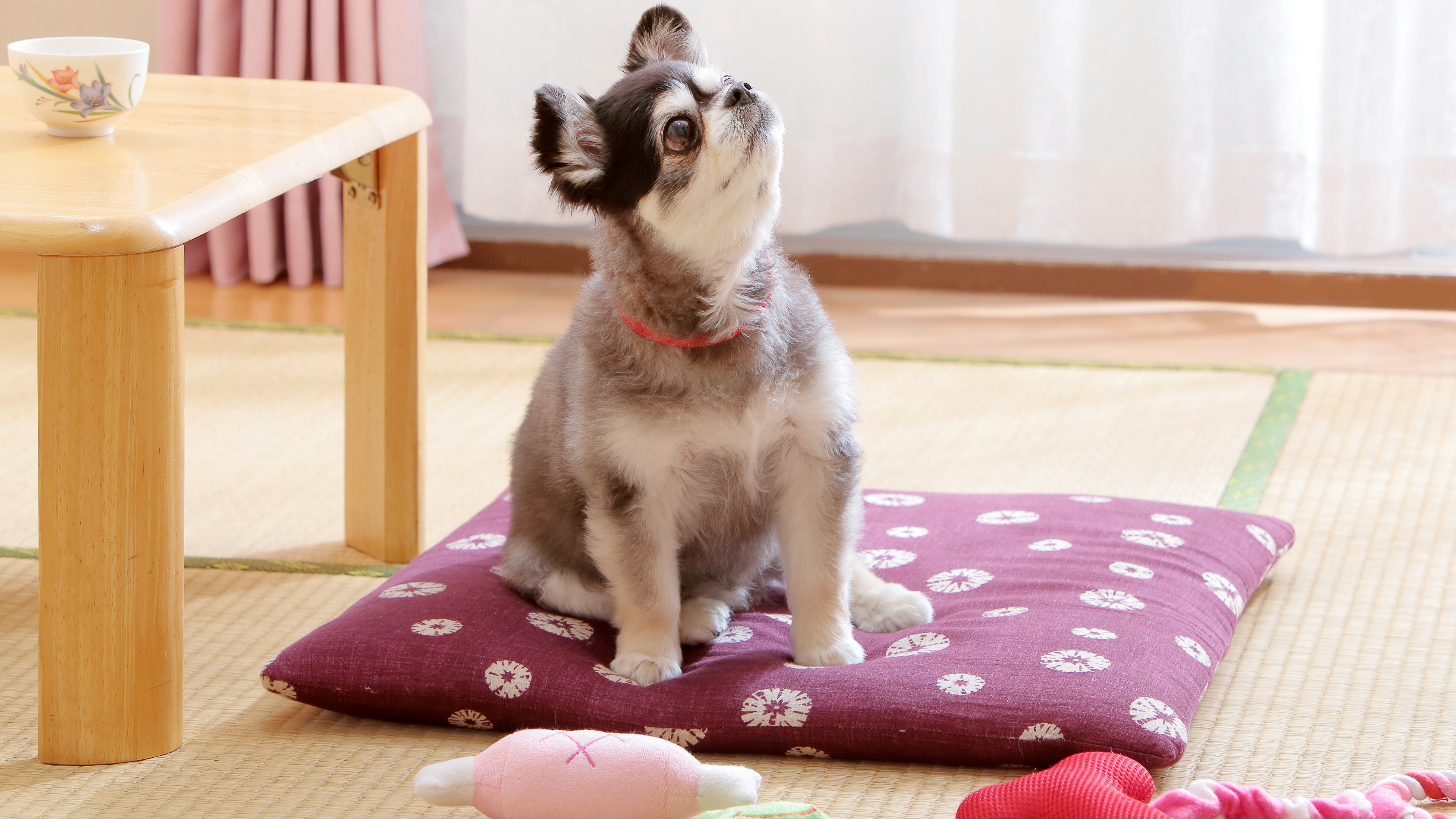 This is an inn where you can stay with your pet, who is also a member of the family!