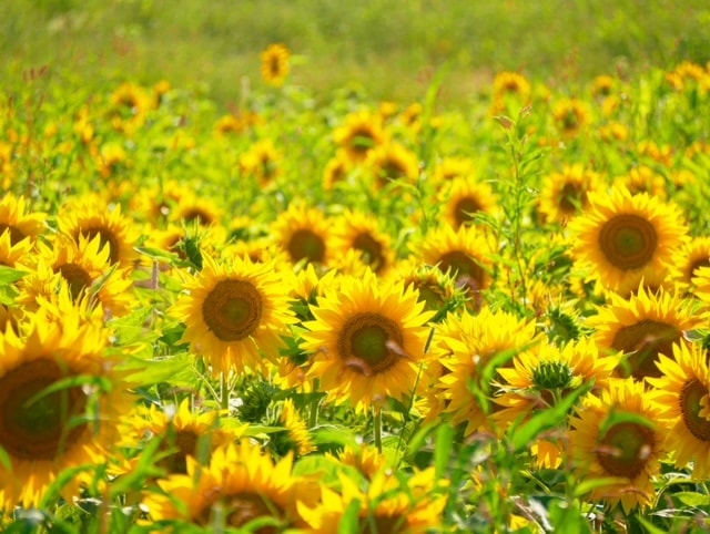 Sunflower fields in Biei