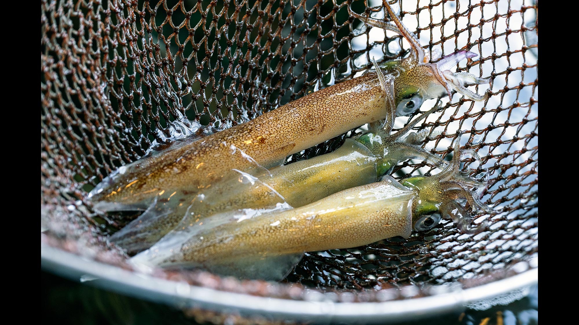 ・[餐点图片] 请品尝我们引以为豪的新鲜鱿鱼料理。