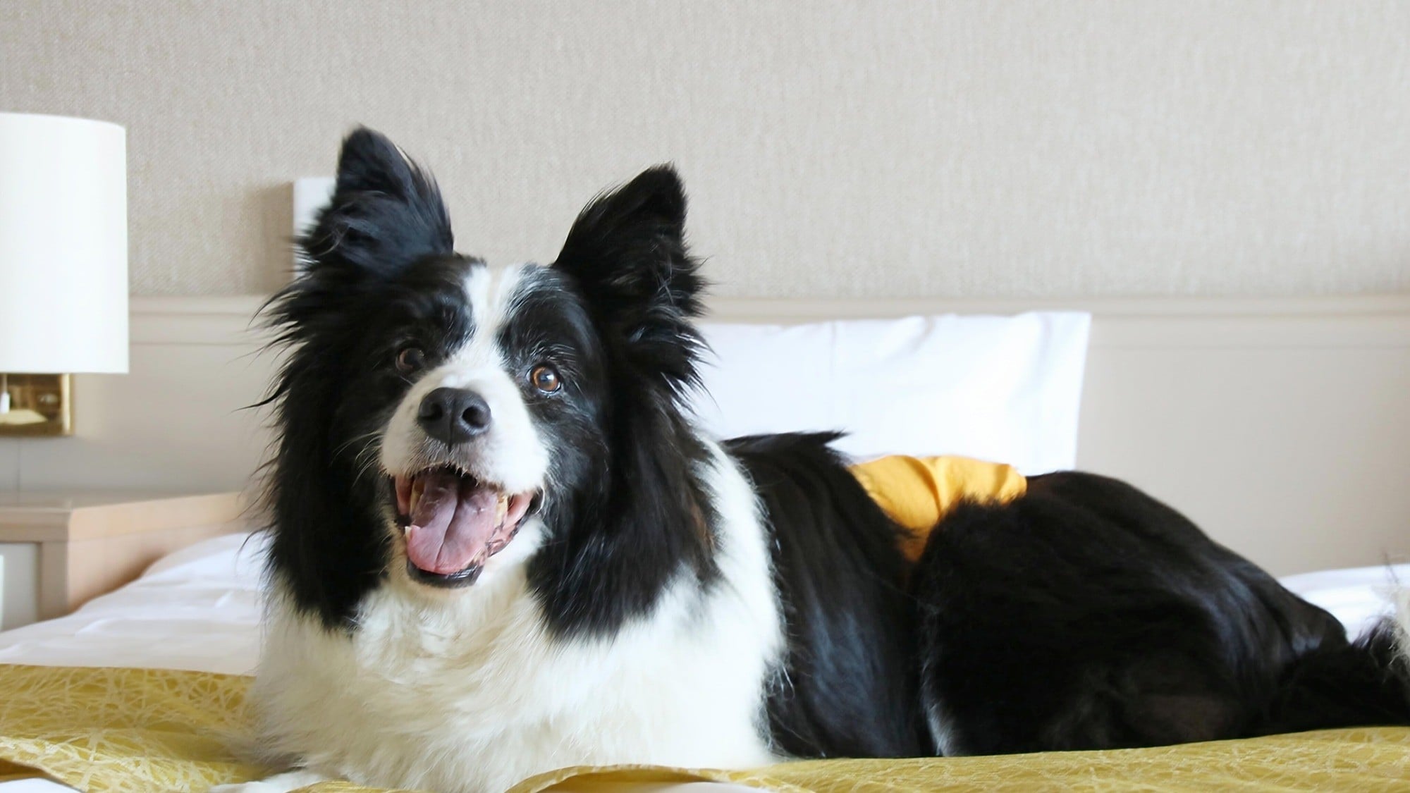 ◆【寵物友善客房】您可以攜帶寵物狗入住。