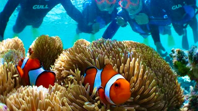 Snorkeling