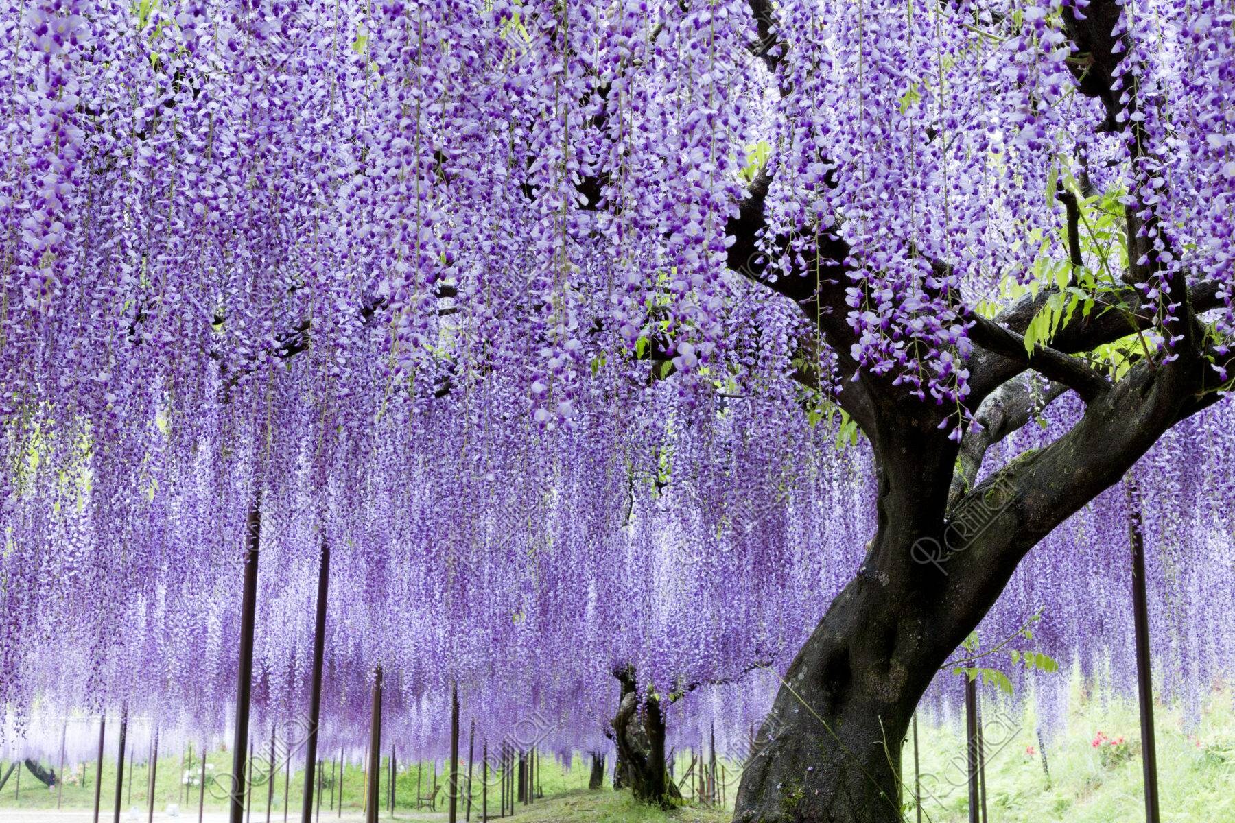 Byakugoji Temple Nine-foot Wisteria