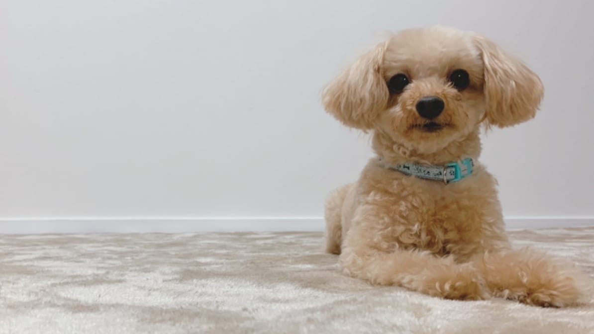 Dogs welcome