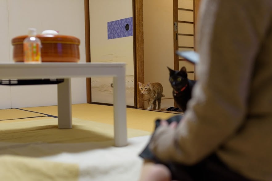 Cat staff