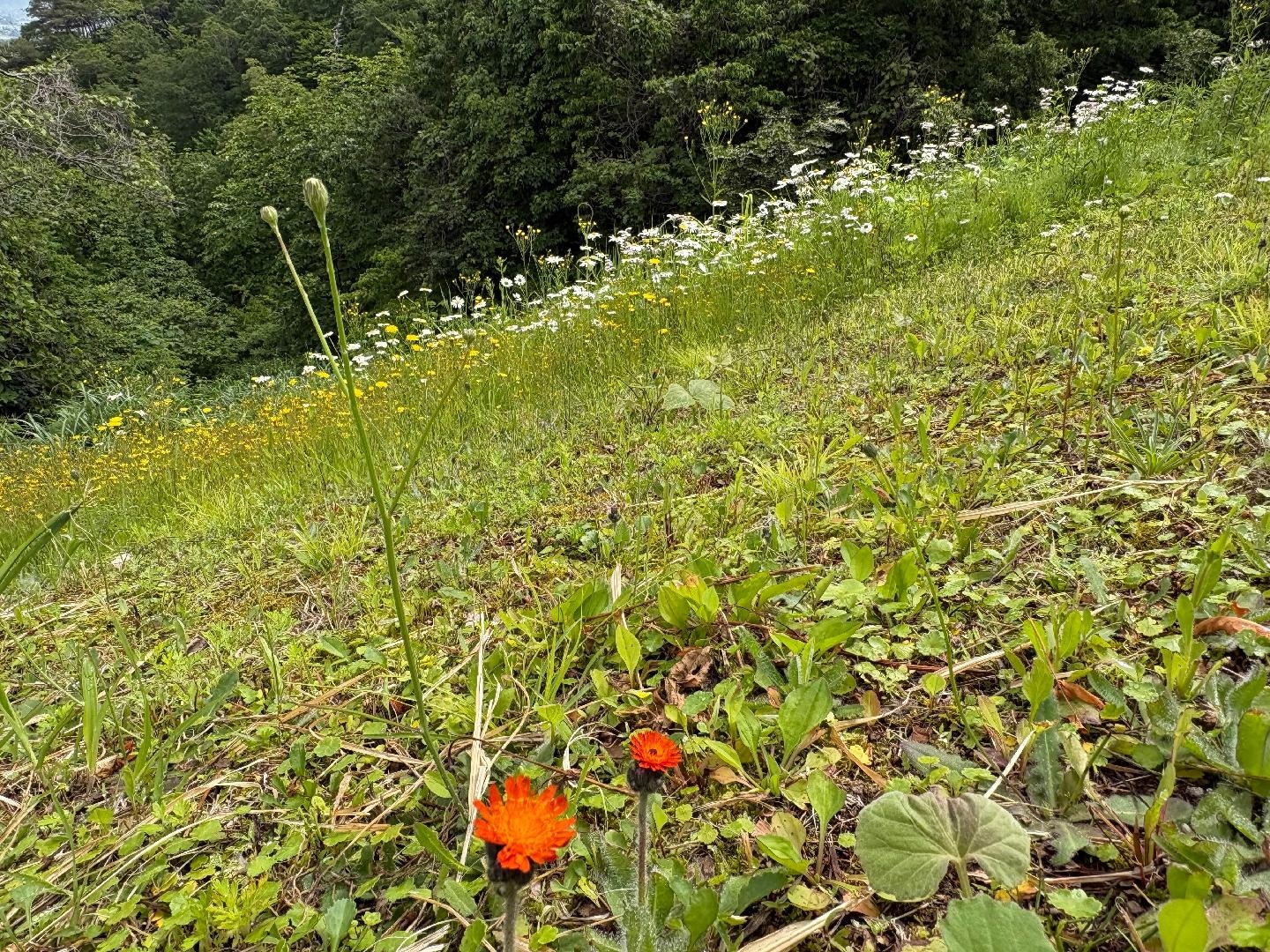 D793D903-8312-4A2E-8B56-BE578F99184F.jpeg