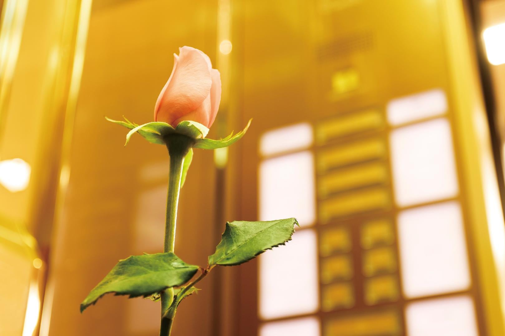 One rose in the elevator
