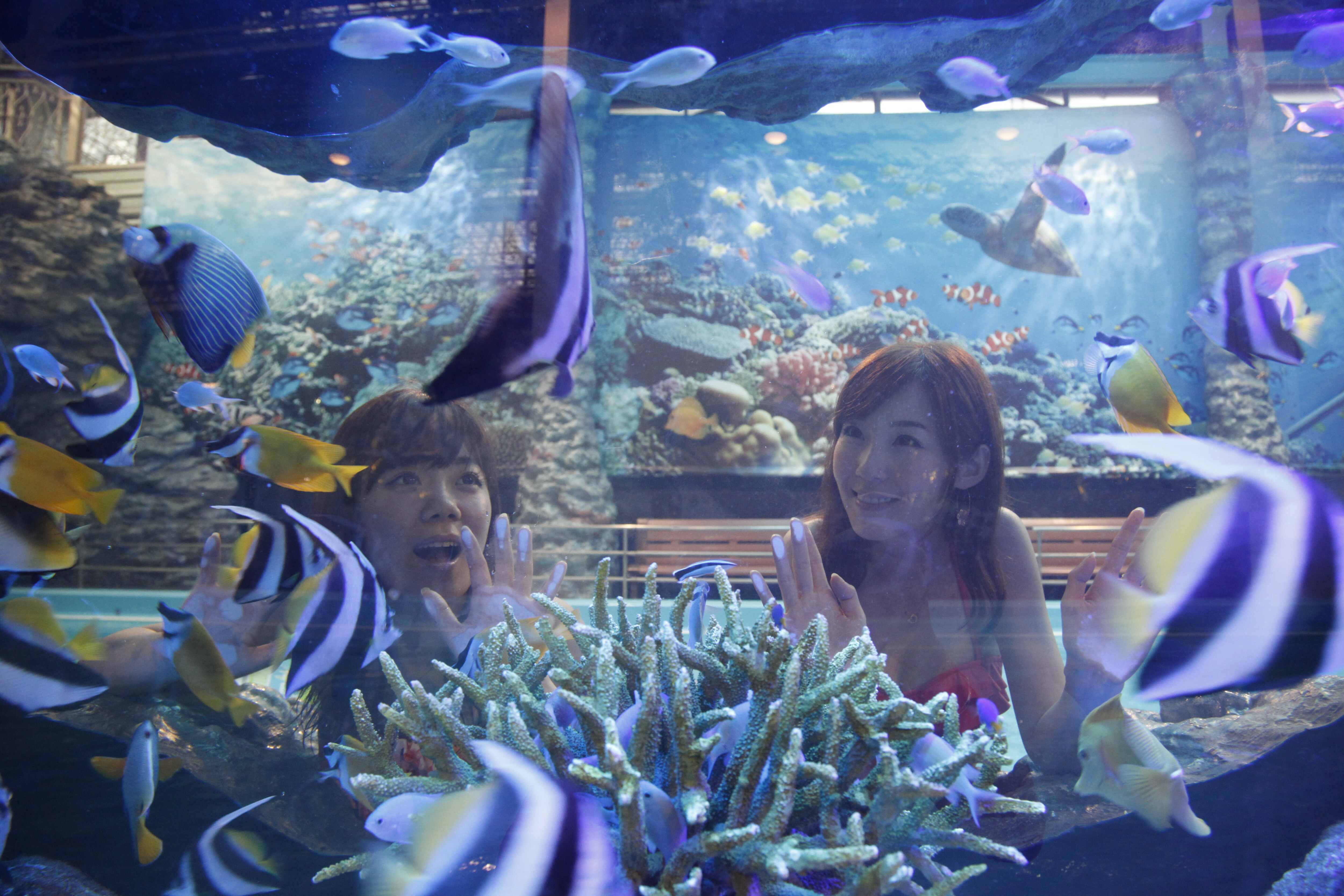Flowing aquarium pool fish goland