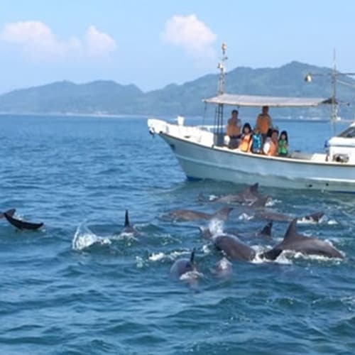 Excited by the wild dolphins swimming in front of you!