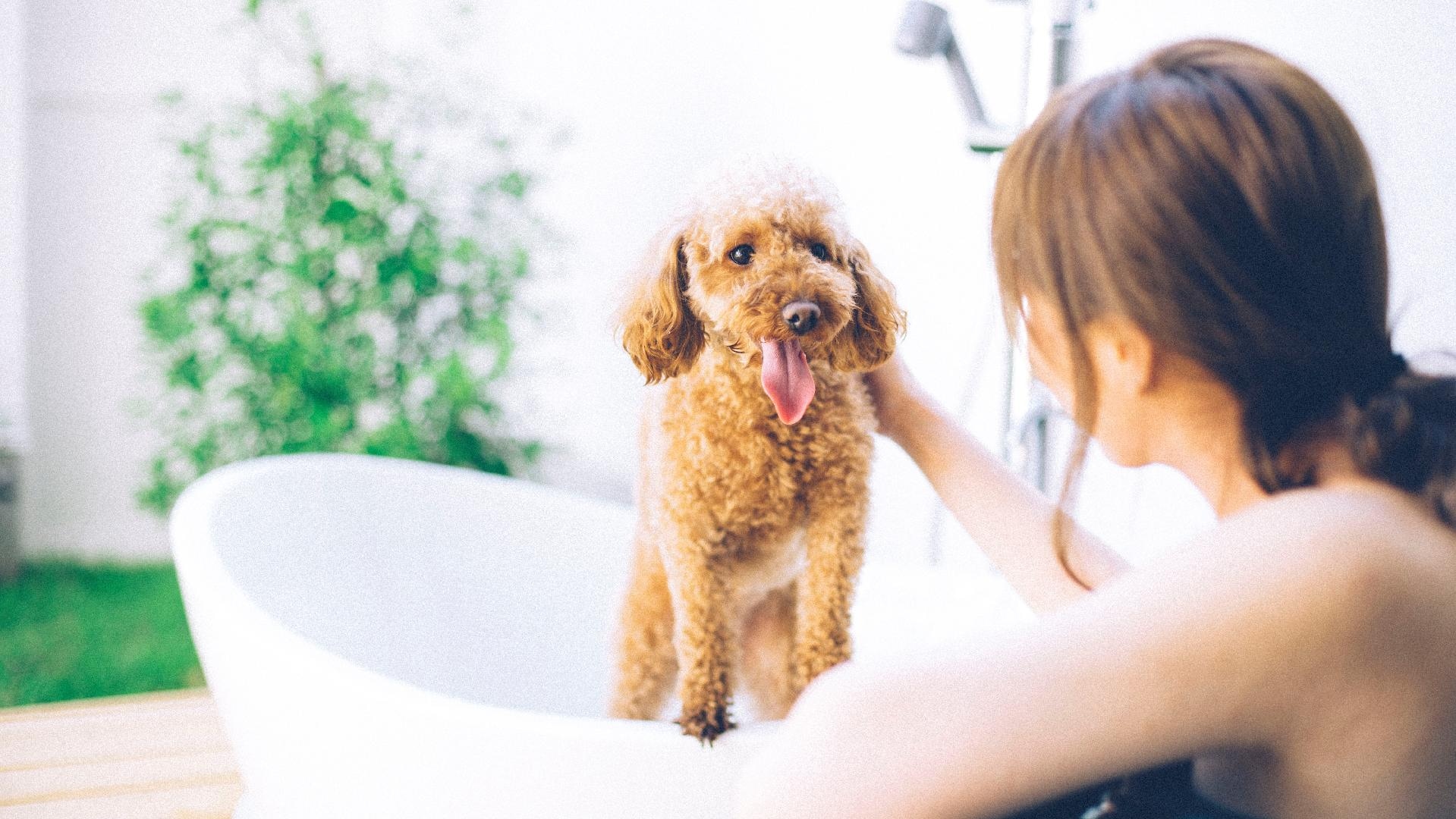 Nikmati mata air panas yang mengalir dari sumbernya bersama anjing Anda!
