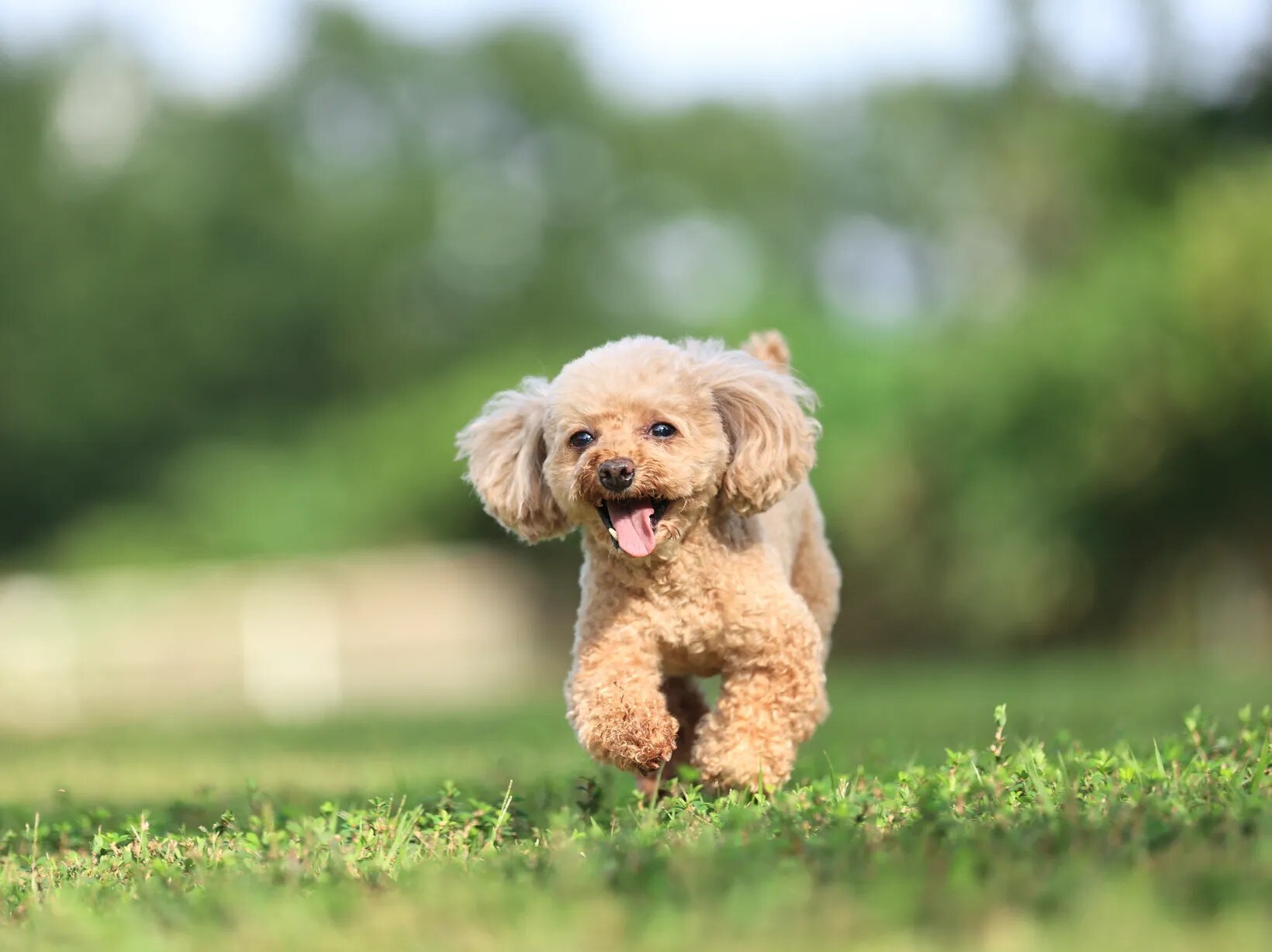 Chú chó cưng của bạn cũng sẽ có khoảng thời gian tuyệt vời! Nghỉ ngơi tại một ngôi nhà nhỏ được bao quanh bởi thiên nhiên♪