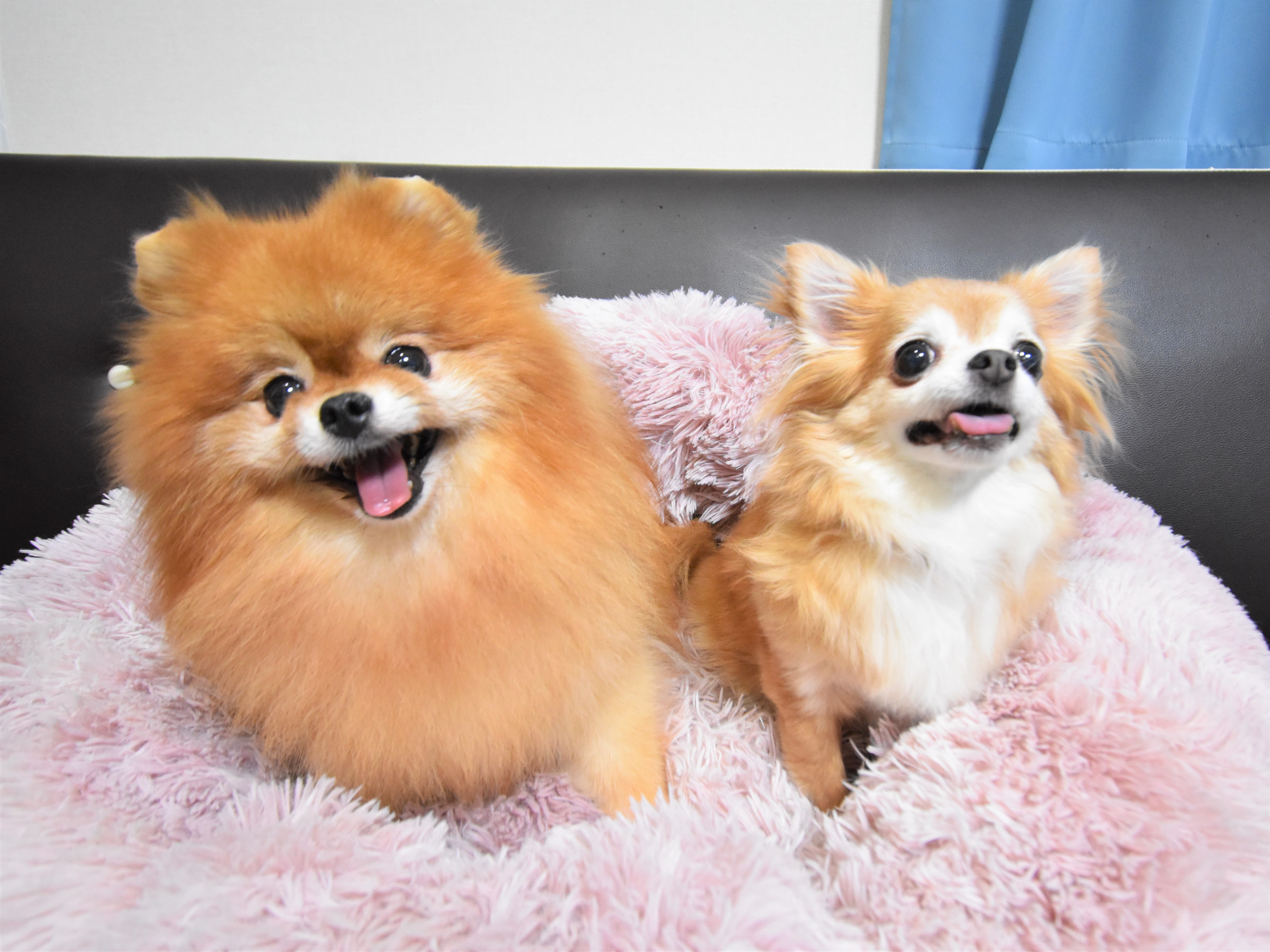 คุณสามารถอยู่กับสุนัขเลี้ยงของคุณได้