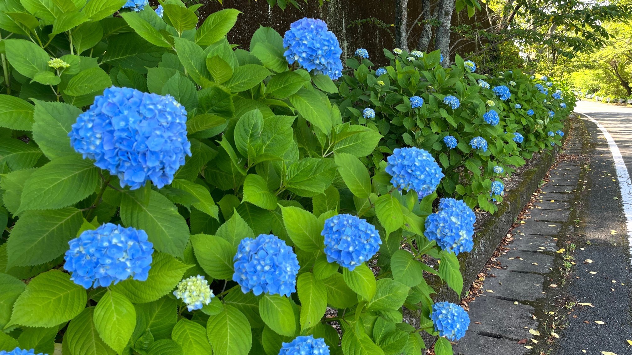 繡球花