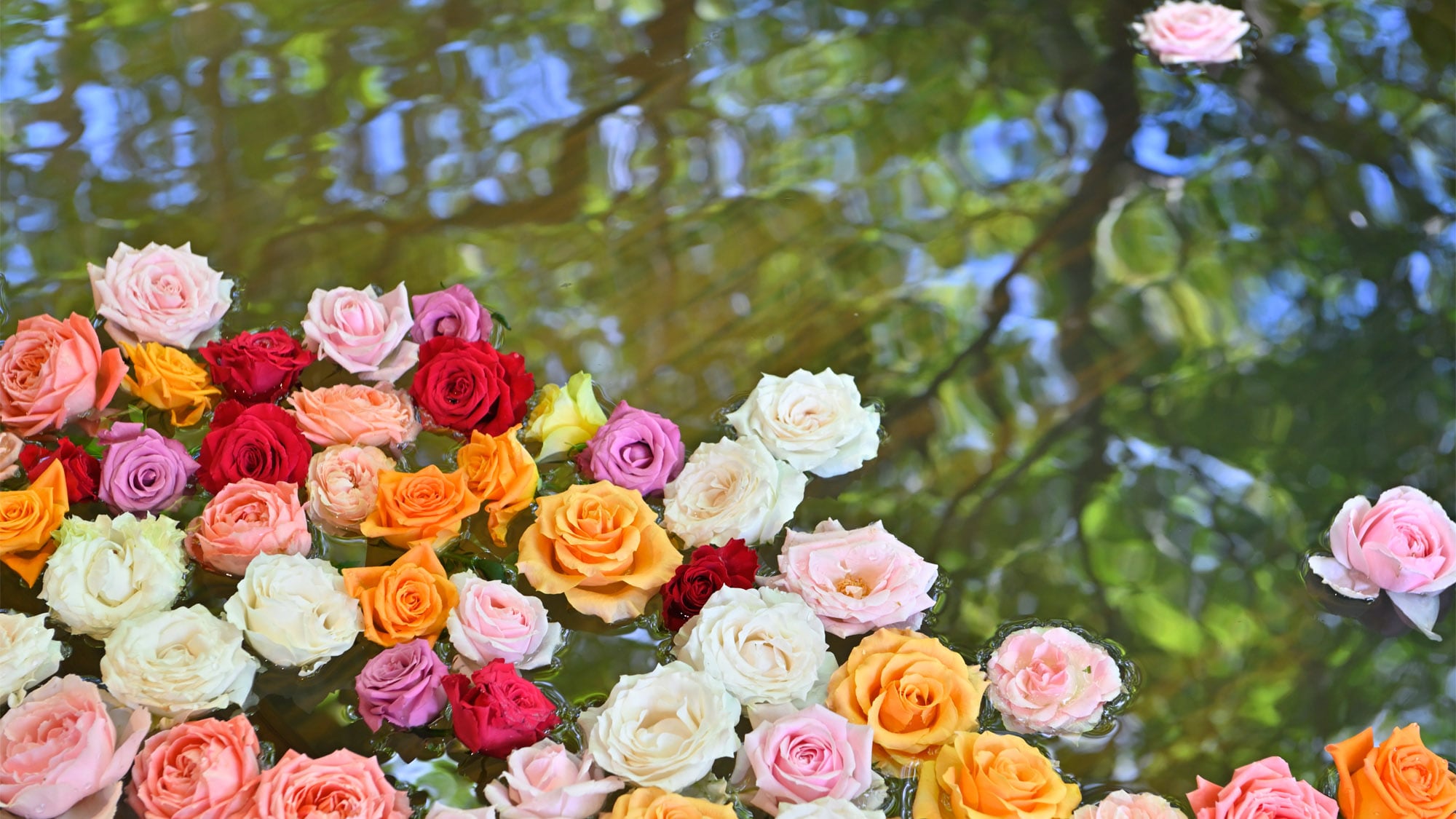 Rose bath