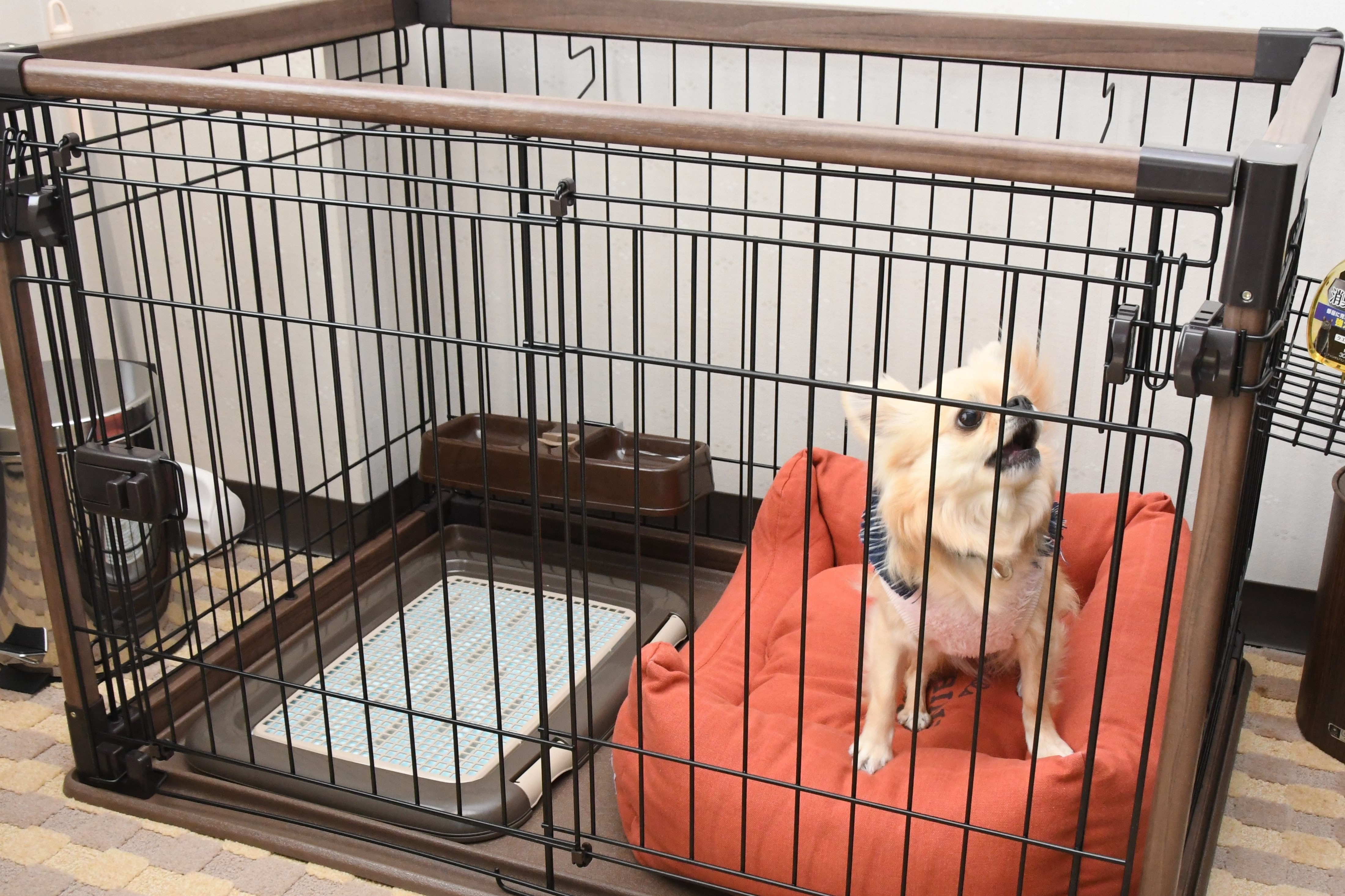 Accommodation with your dog