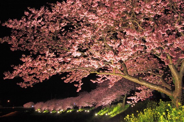 Cherry Blossom Illumination at Night