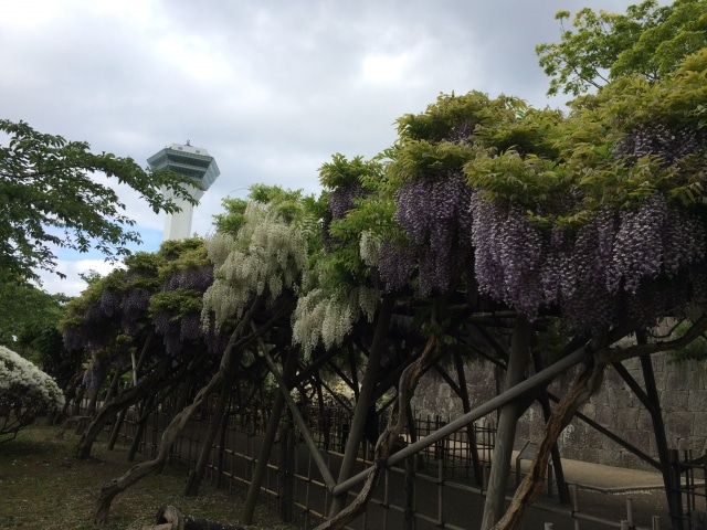 五稜郭公園藤棚