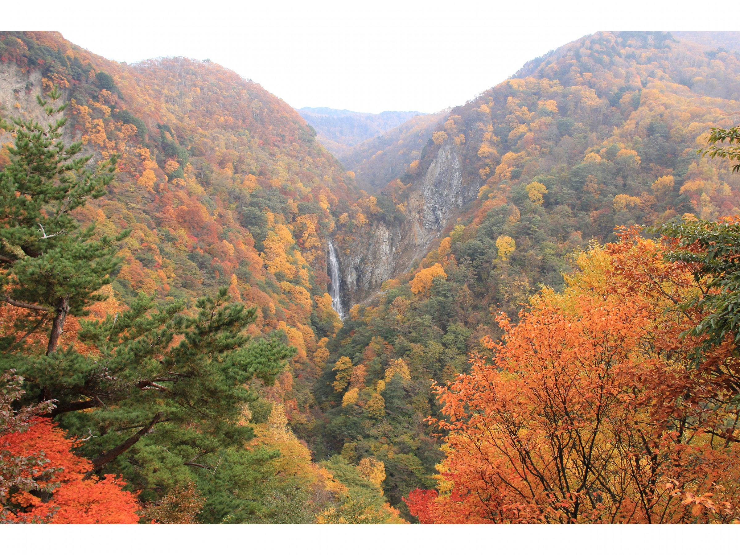 Daun musim gugur Shiga Kogen