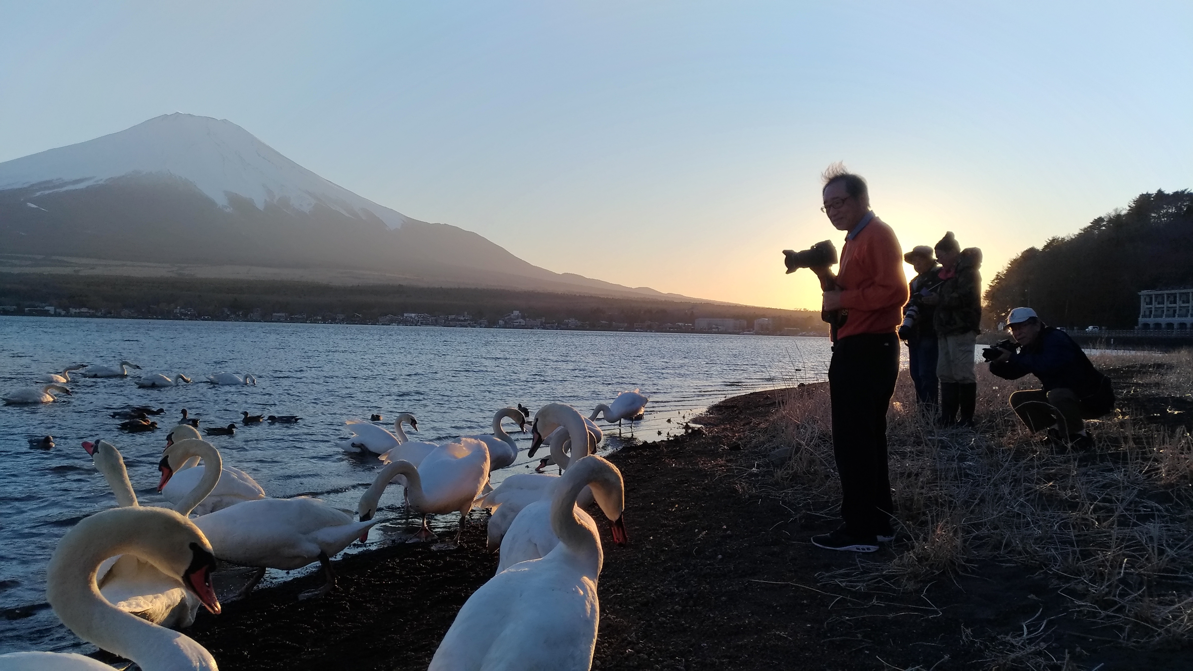 Take a photo of the swan, the symbol of Lake Yamanaka☆