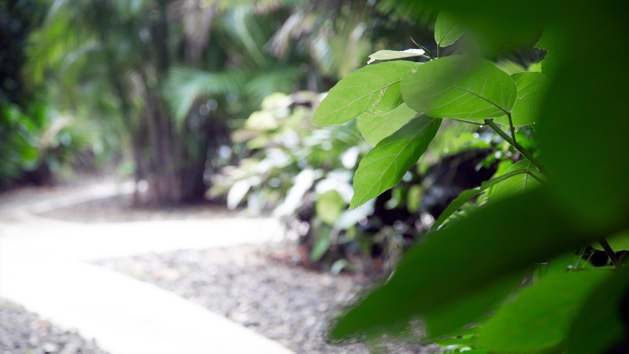 |Hutan JUSANDI|