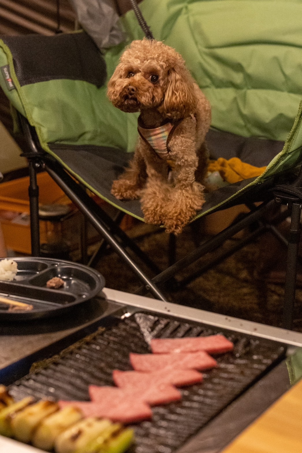 BBQ with doggies